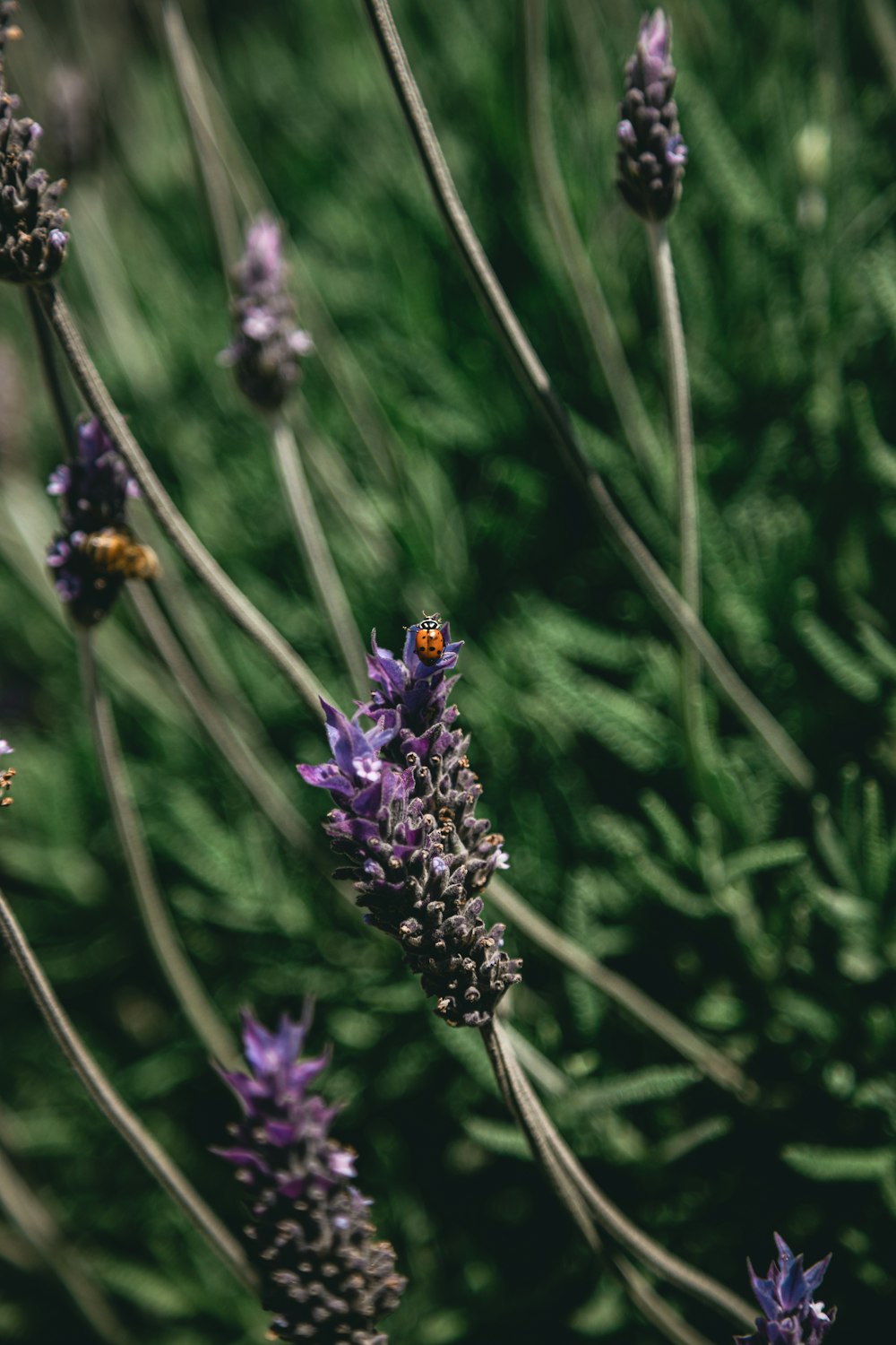 a butterfly on a flower