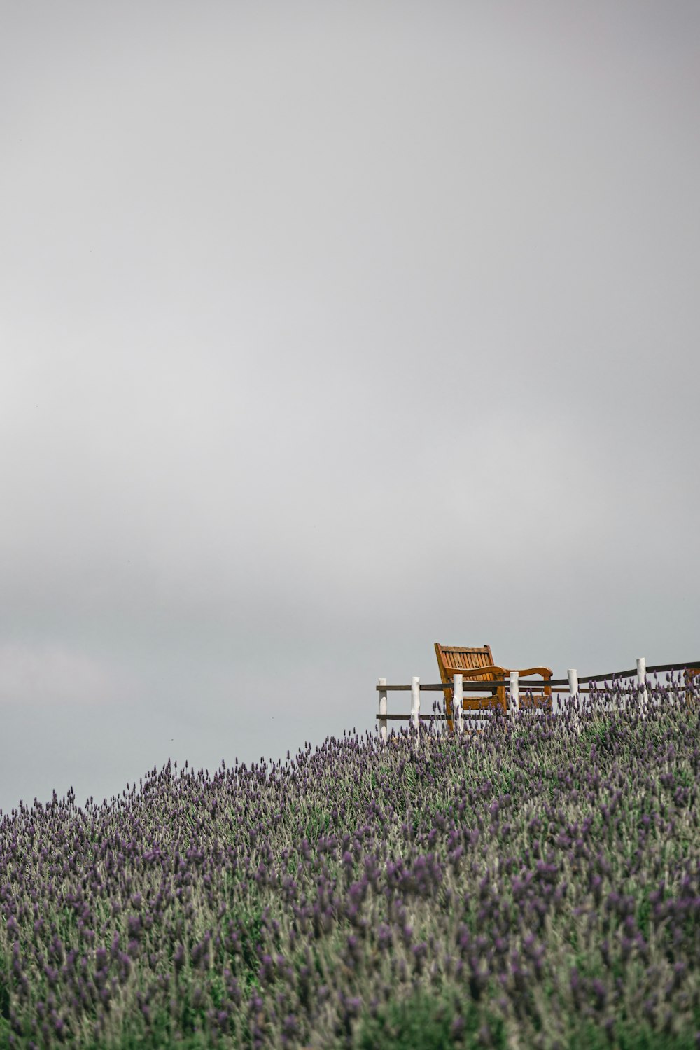 Un banc dans un champ de fleurs violettes