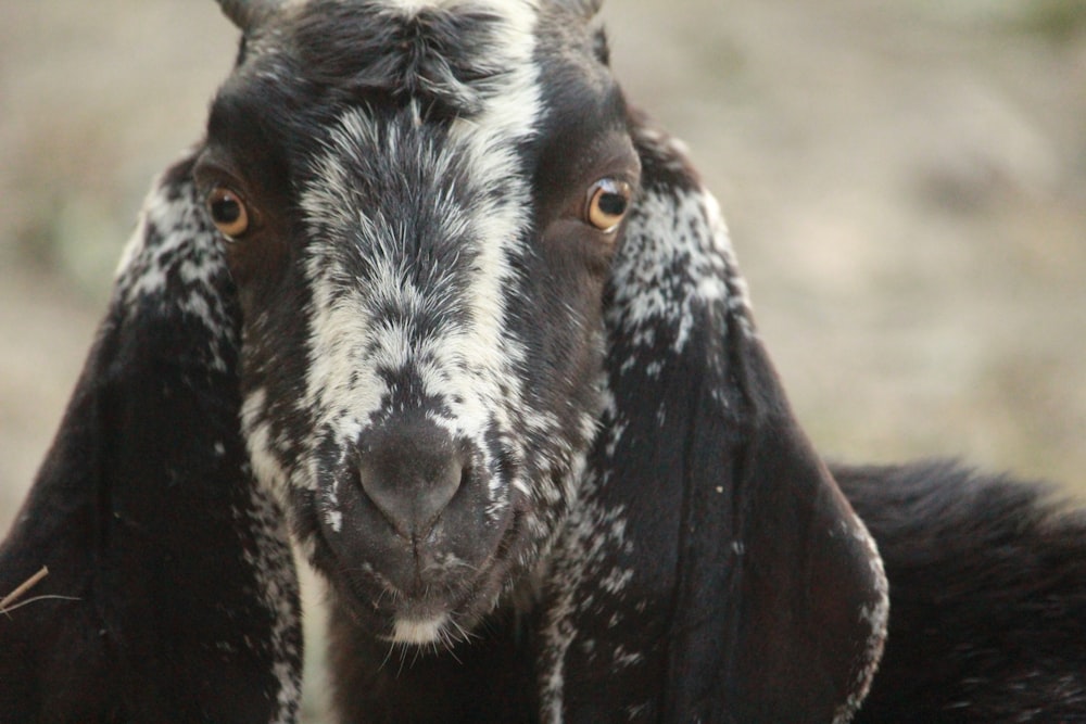 a close up of a goat