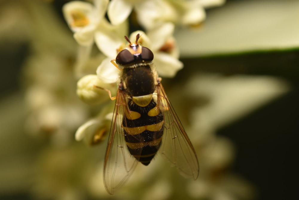 a bee on a flower