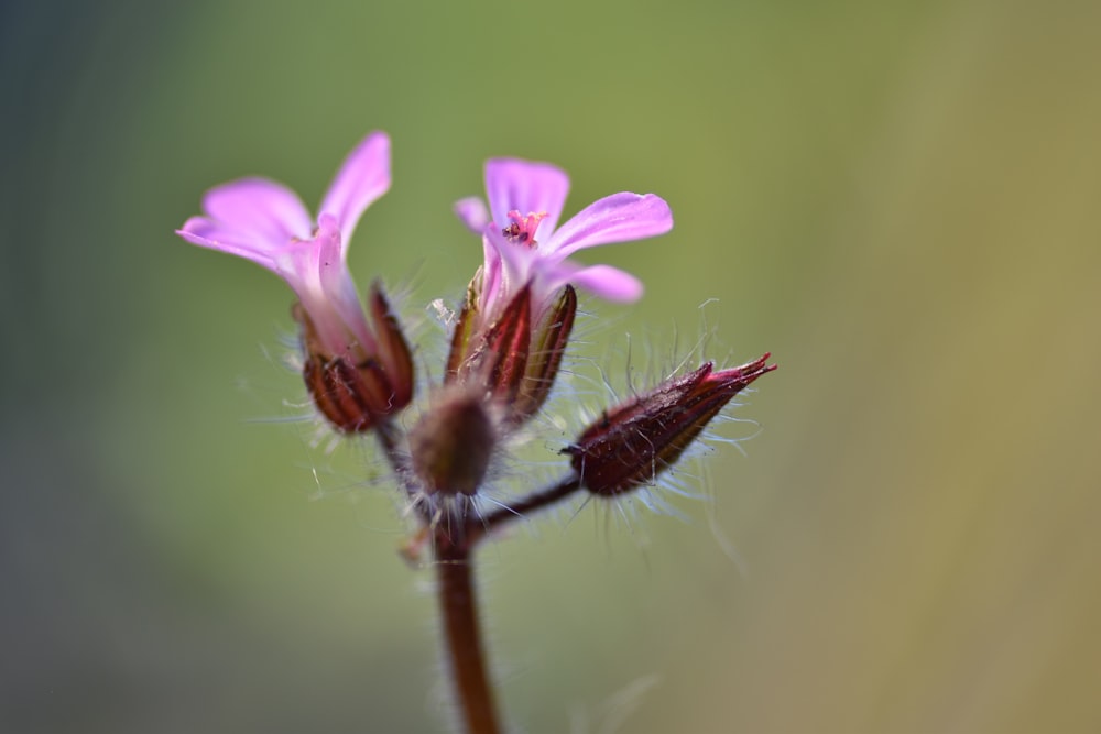 a close up of a flower