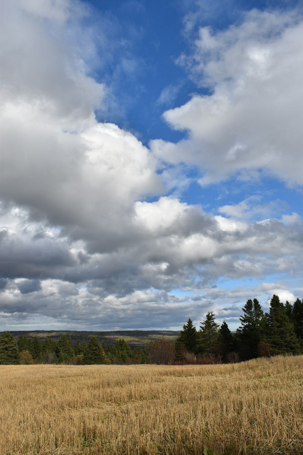 a field with trees and clouds in the sky