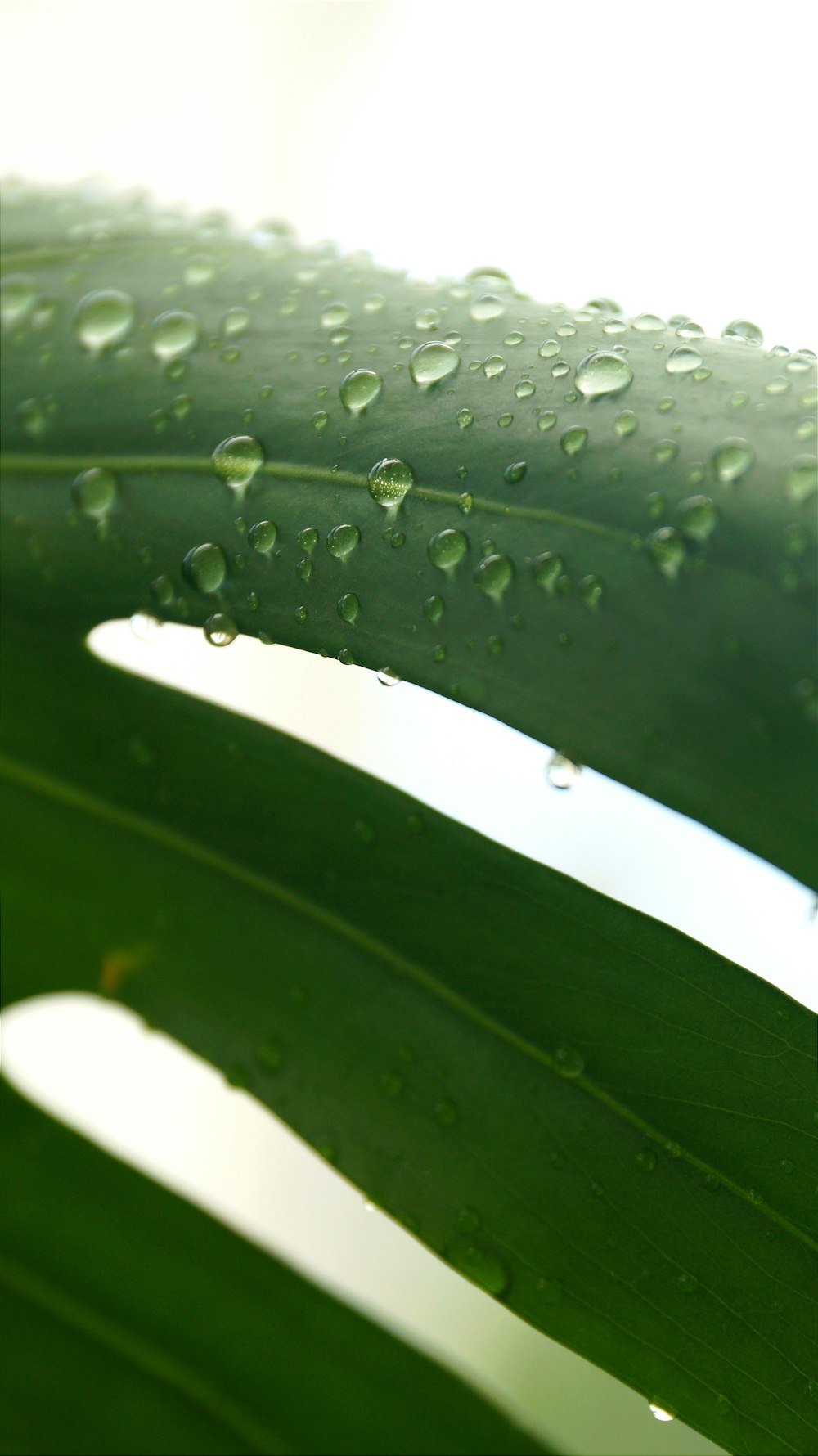 water droplets on a leaf