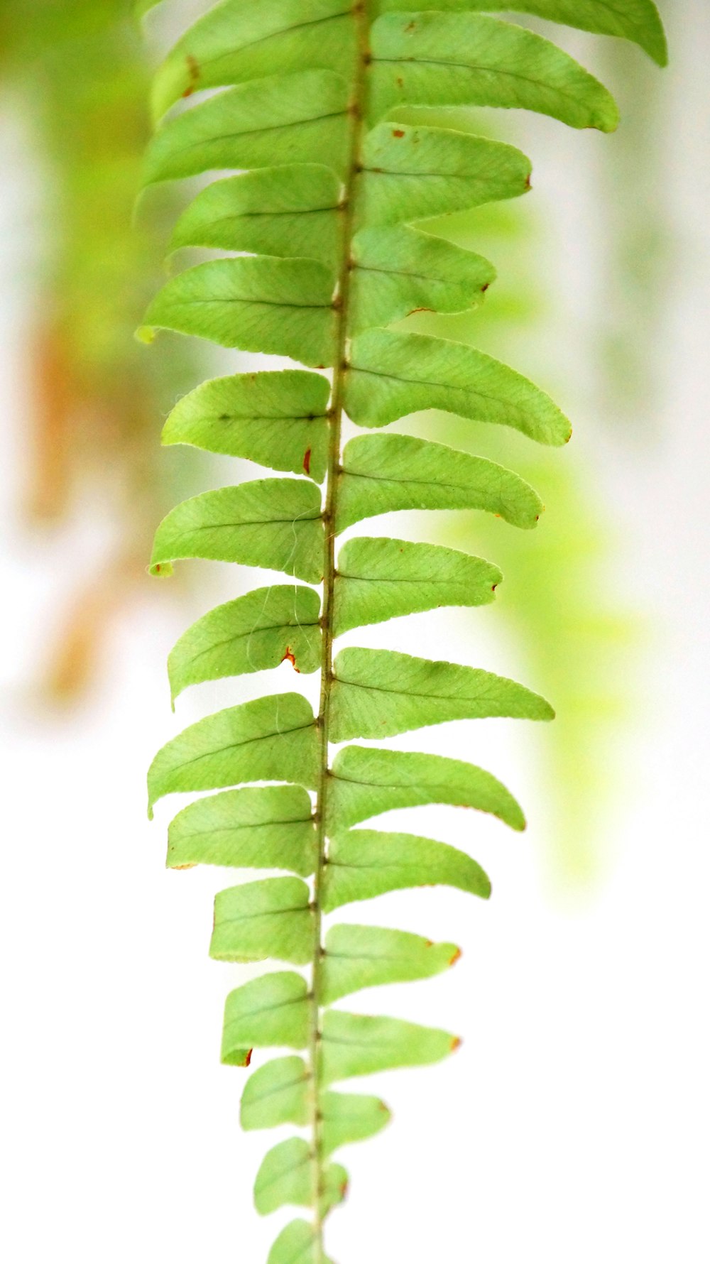 a close up of a plant