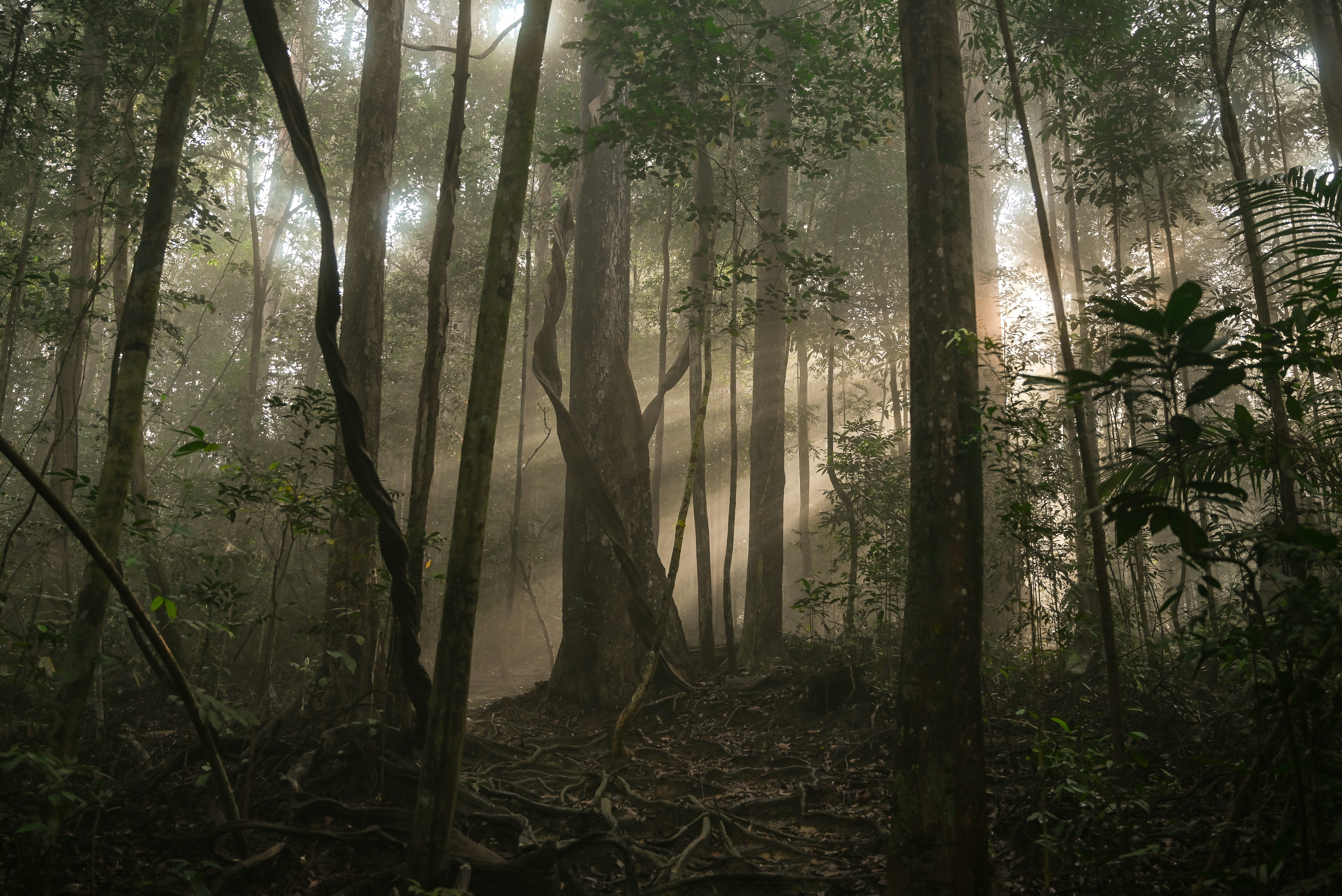 a forest with tall trees