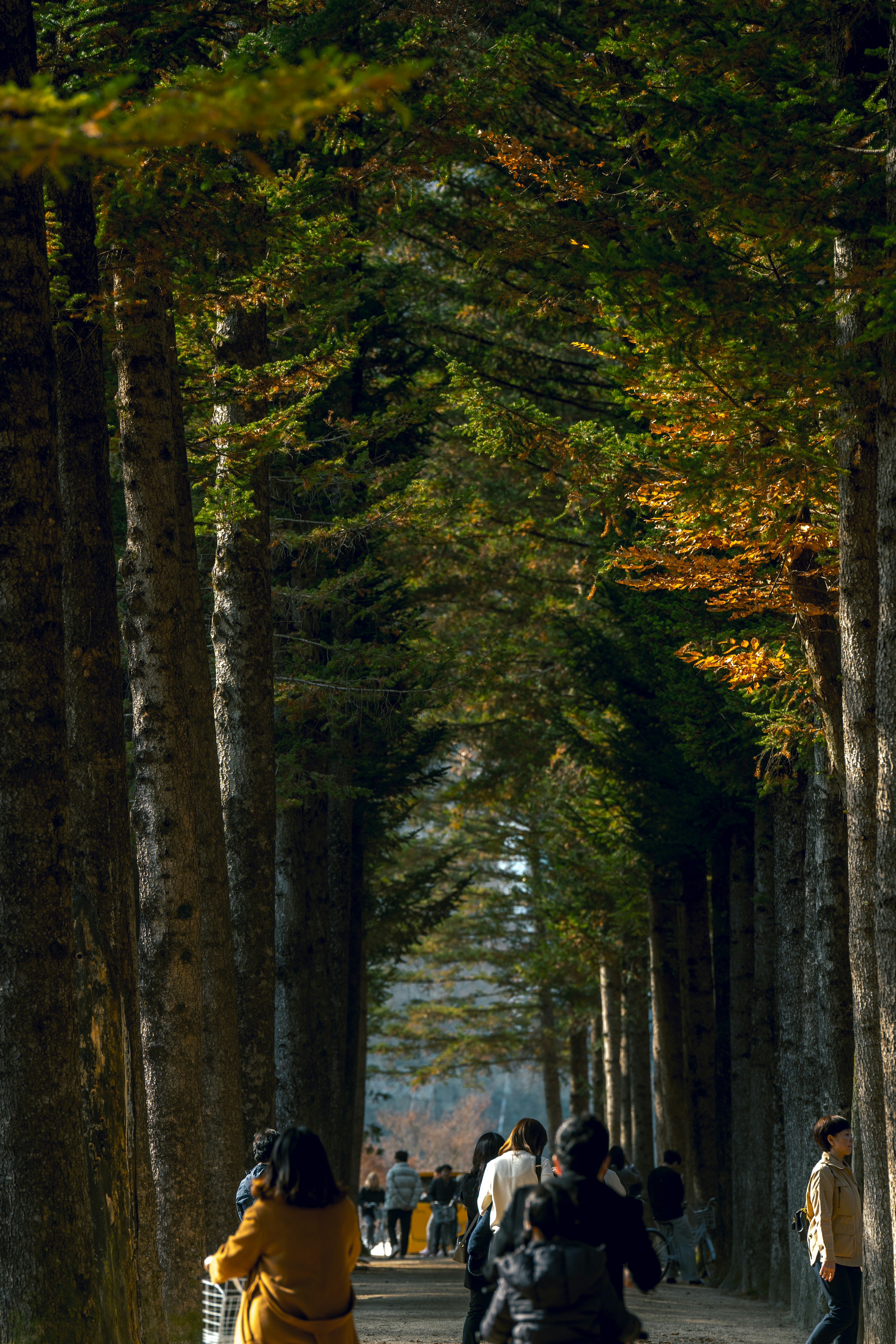 A group of people walking through a forest photo – Free Person Image on ...