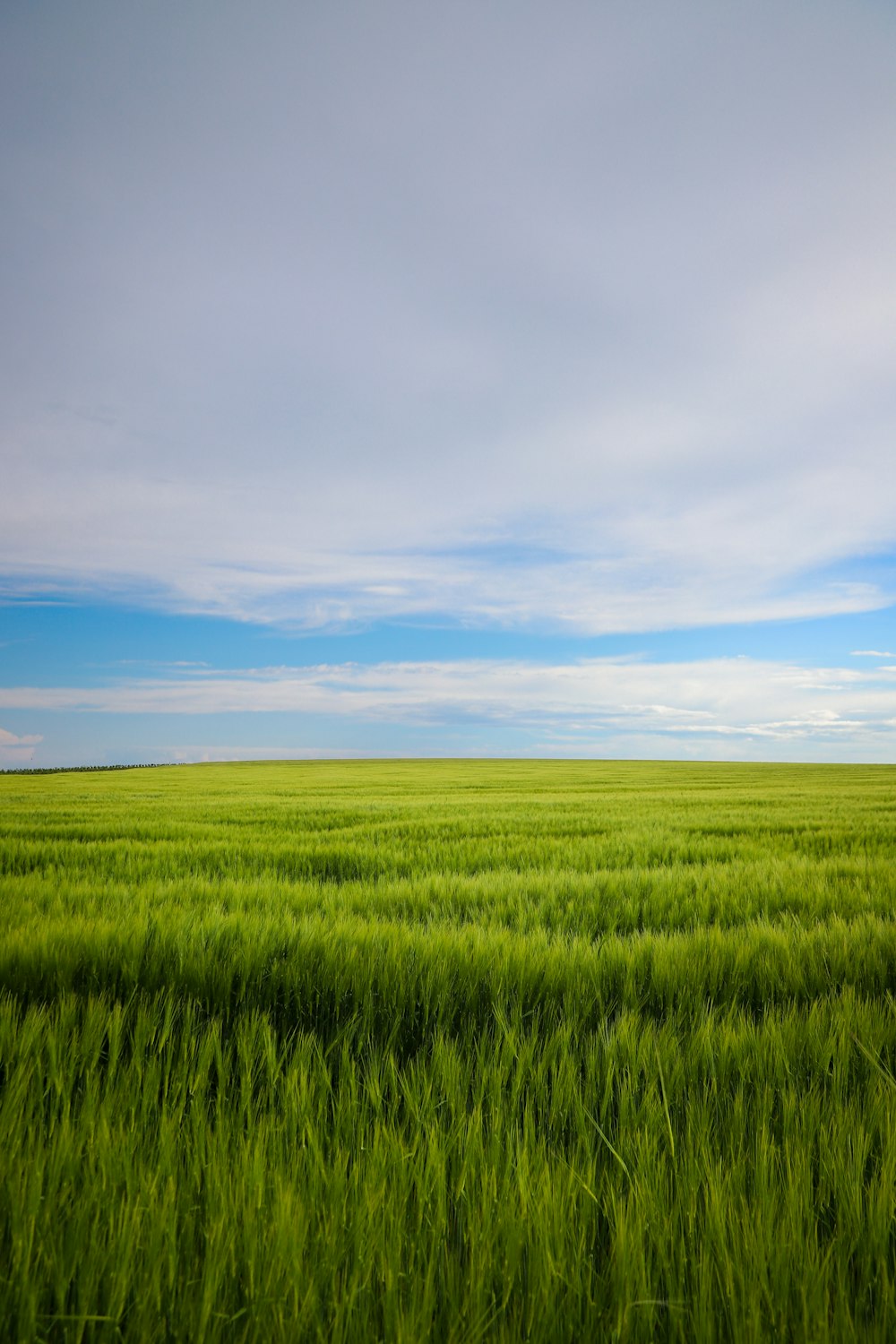 a large green field