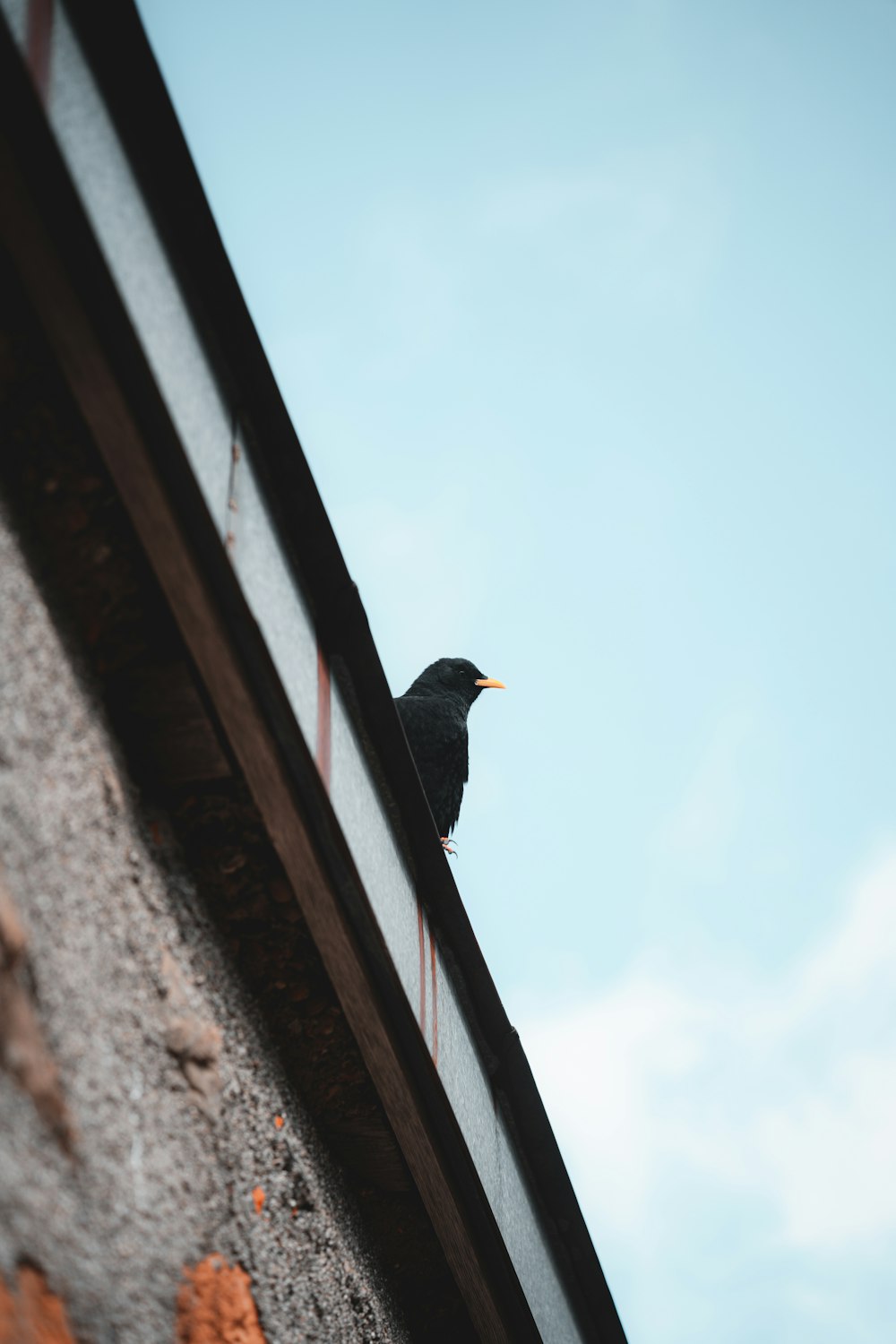a bird on a ledge