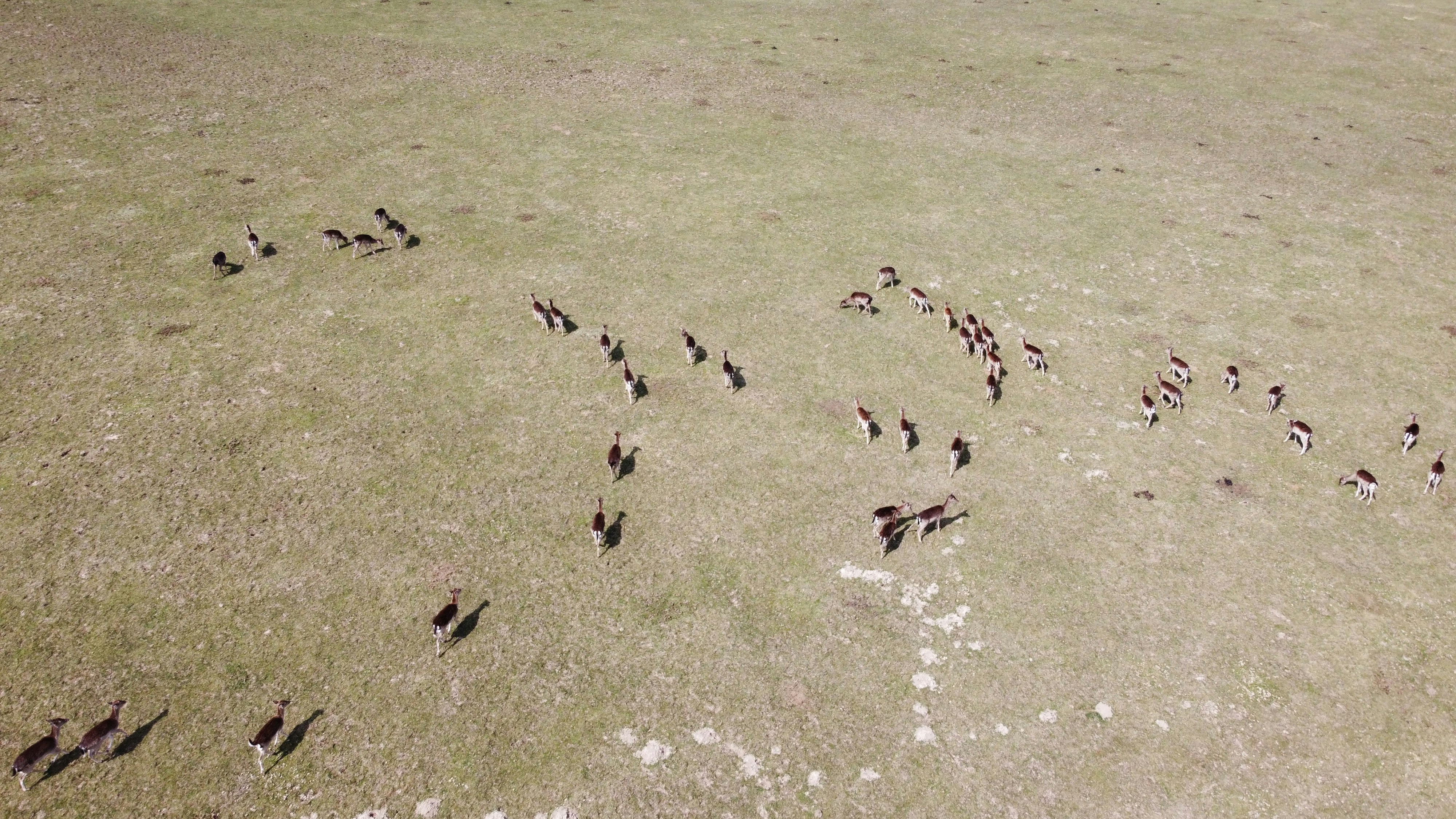 Un grupo de pájaros en un campo