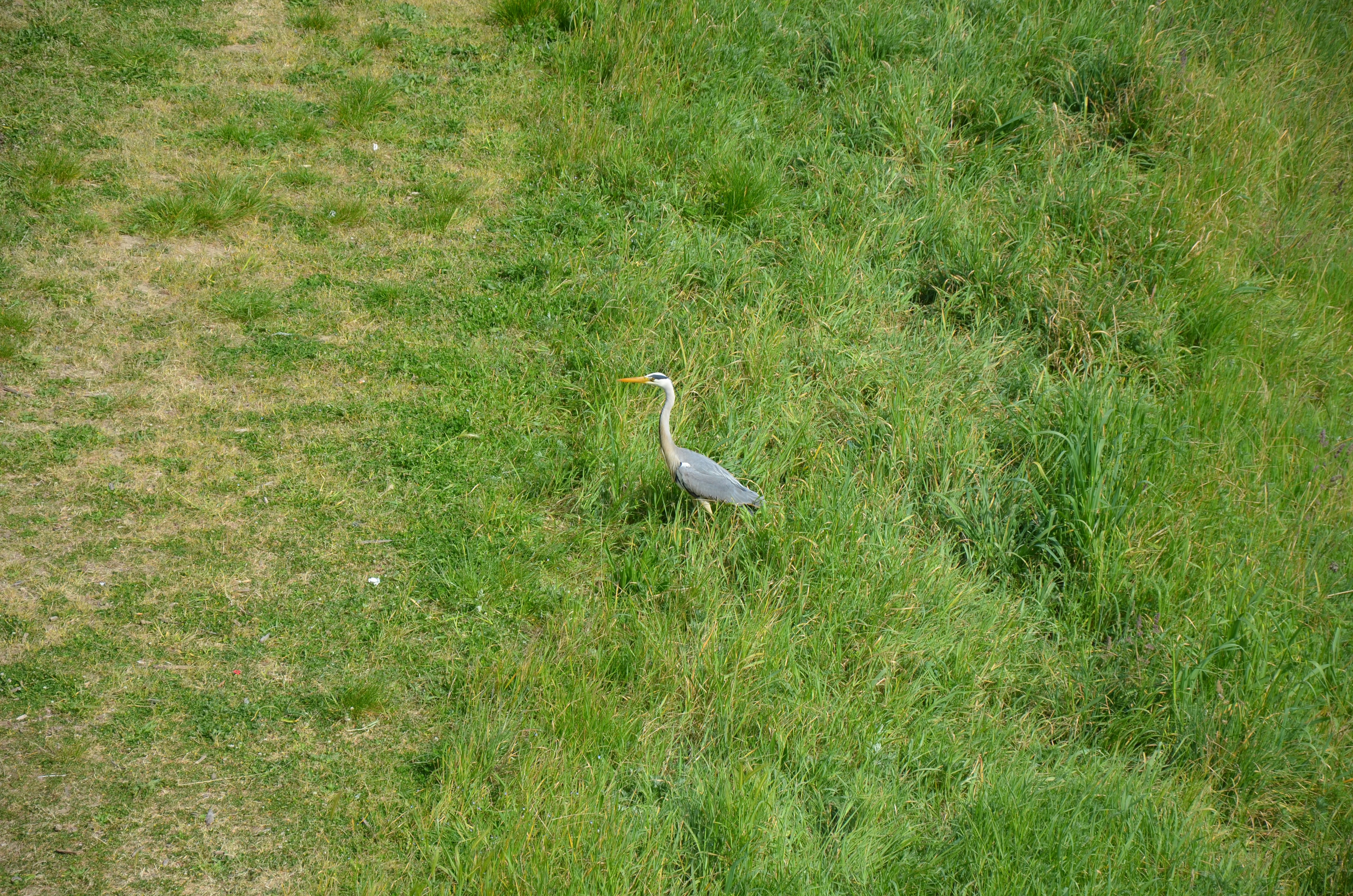 Photo by jaspercampbell