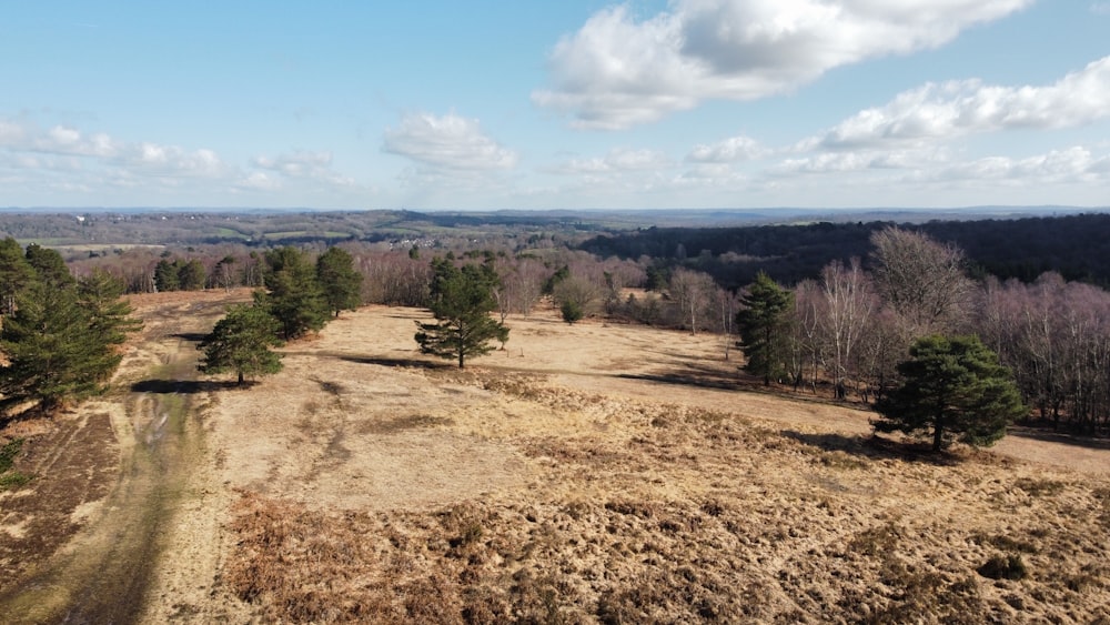 a landscape with trees and bushes