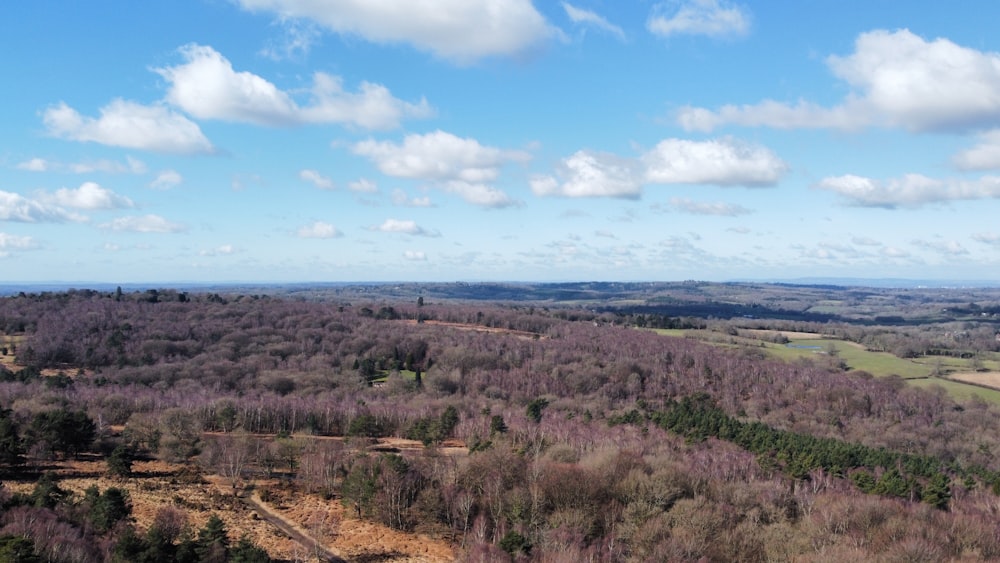 a landscape with trees and bushes