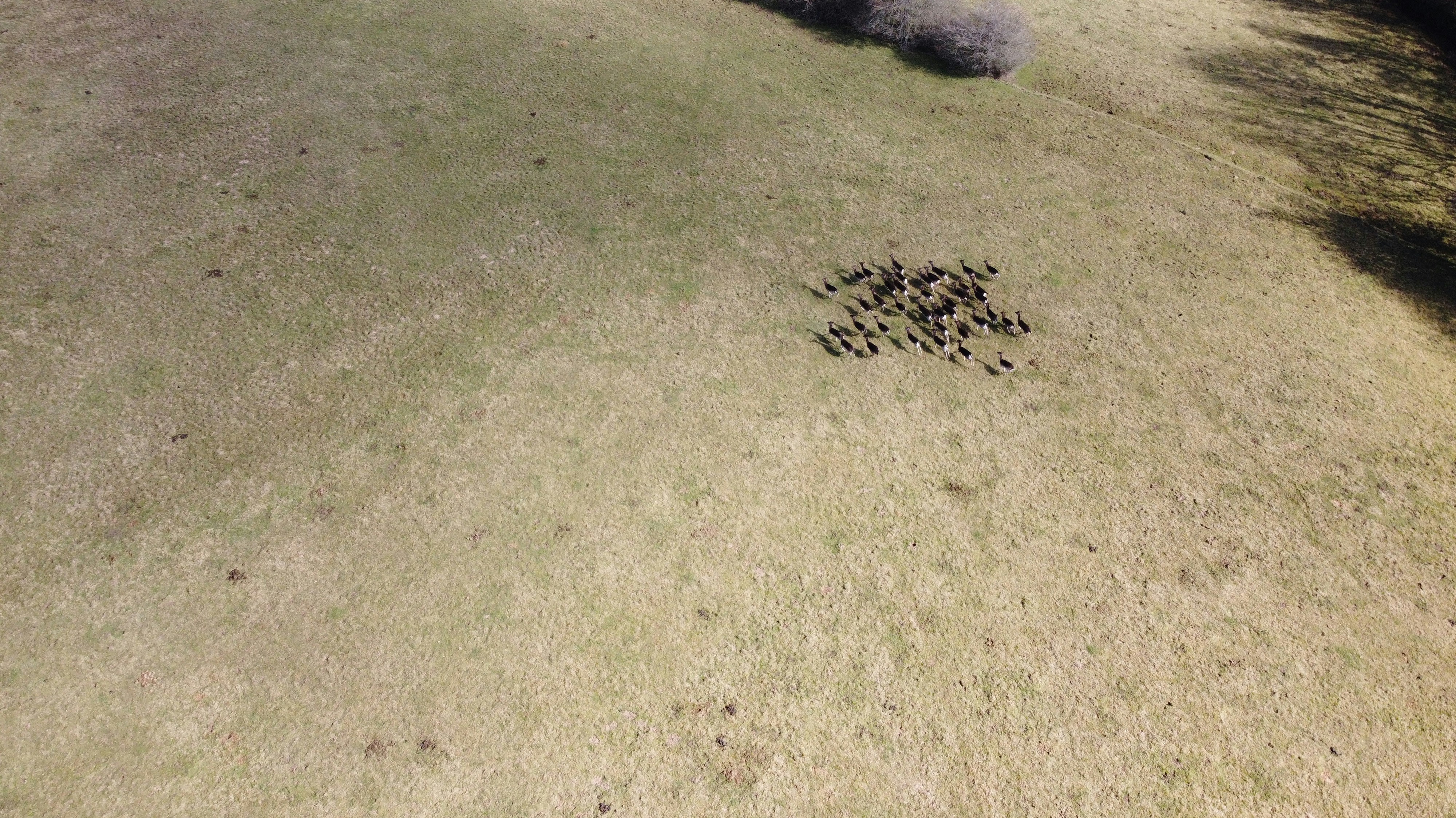 Un grupo de hormigas en el suelo