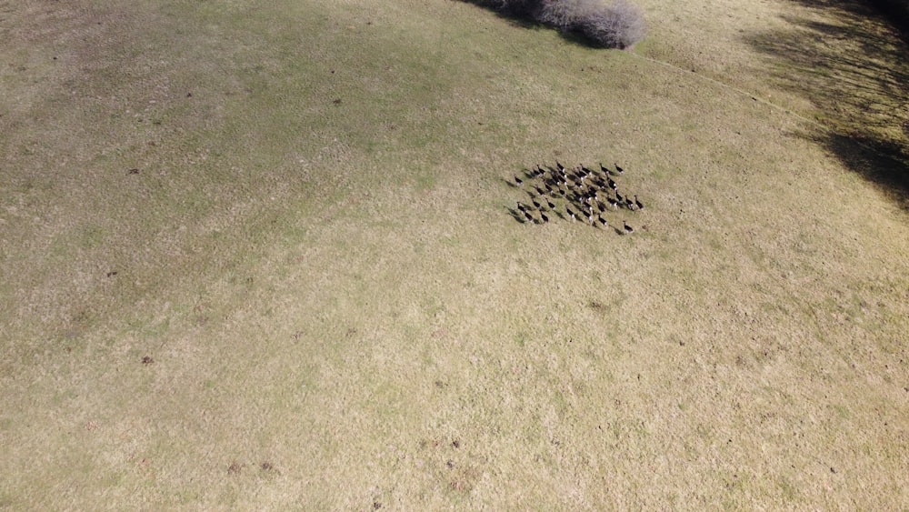 a group of ants on the ground