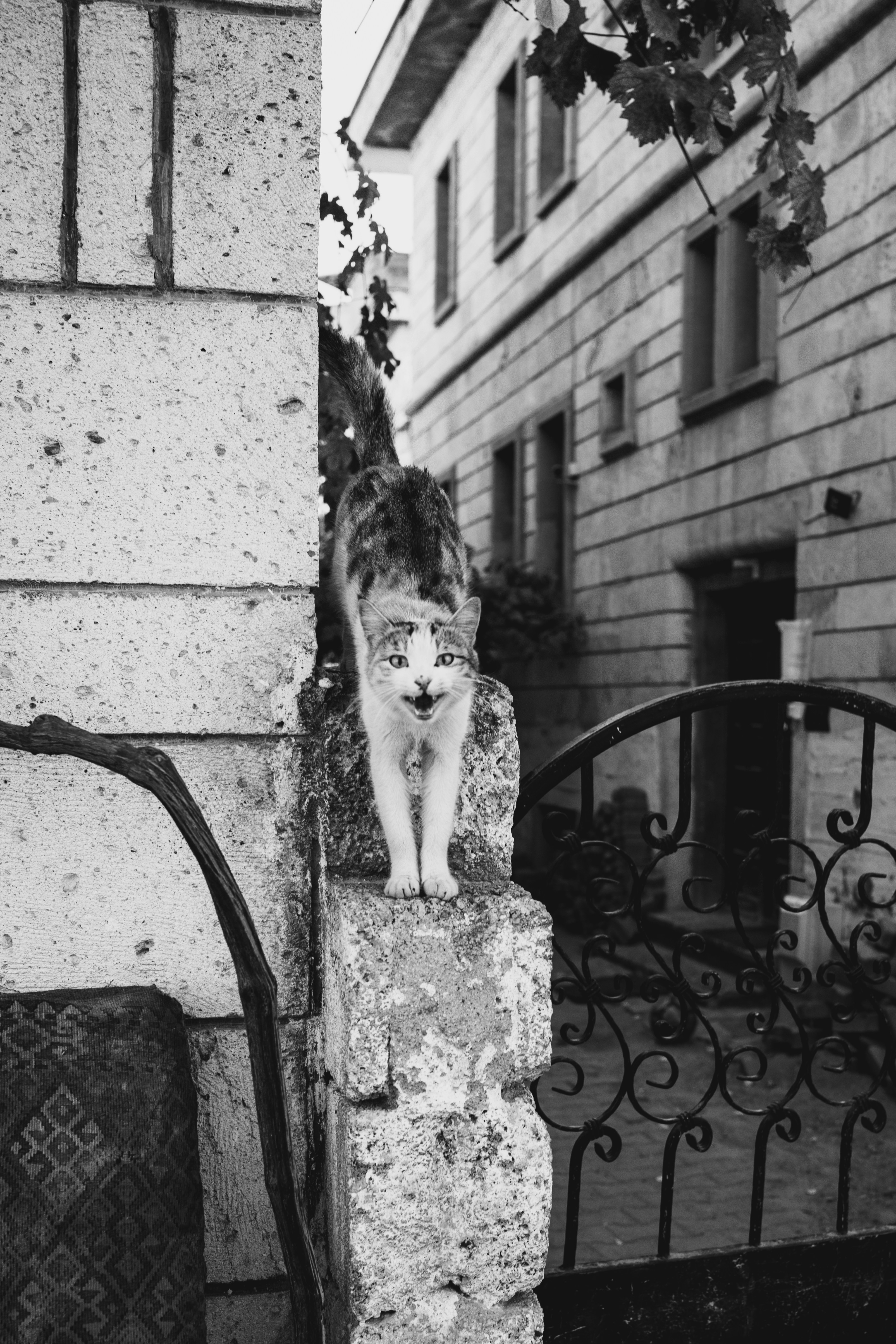 Photo by igorharrier