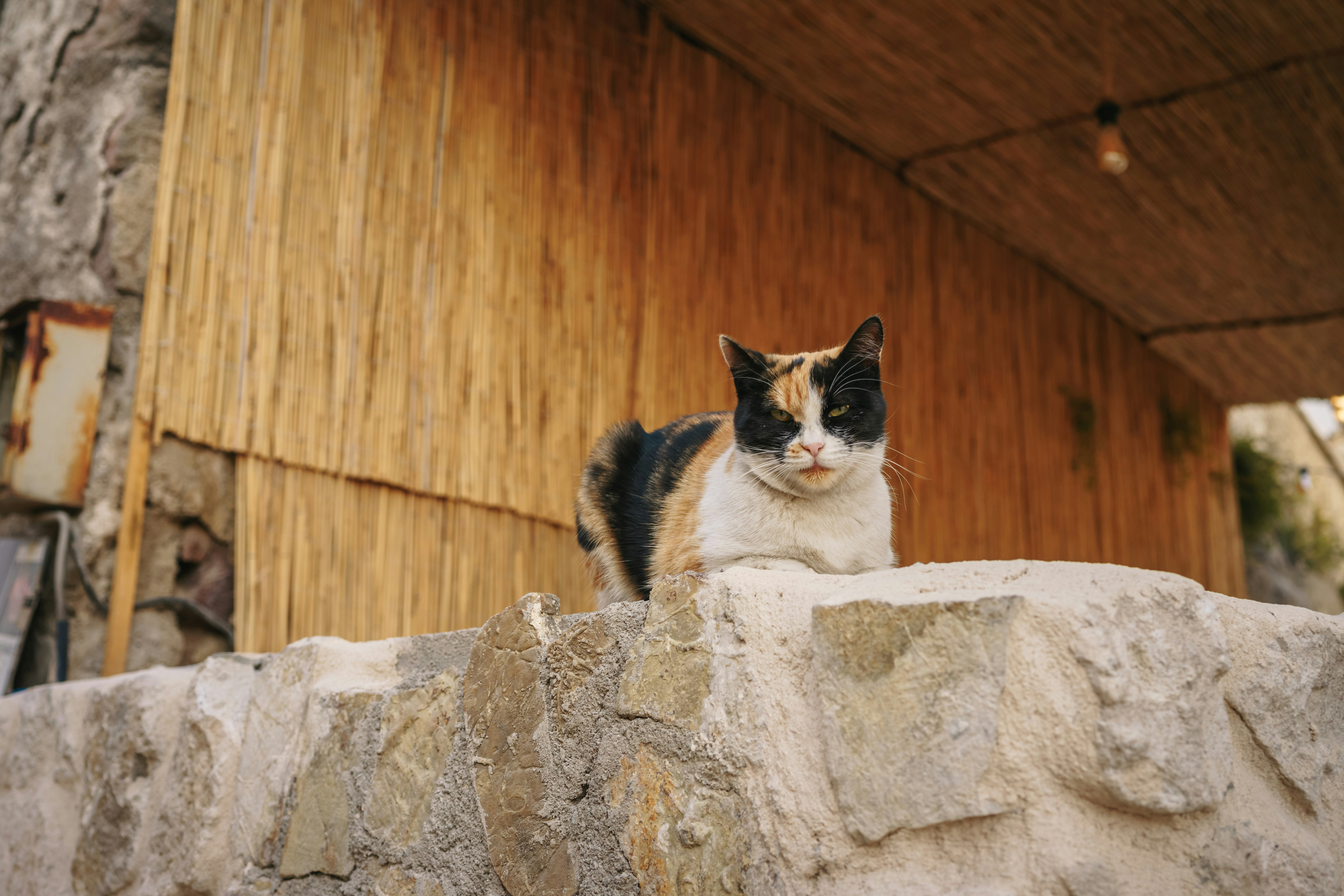 Temple Guardians in Whiskered Form (image credits: unsplash)