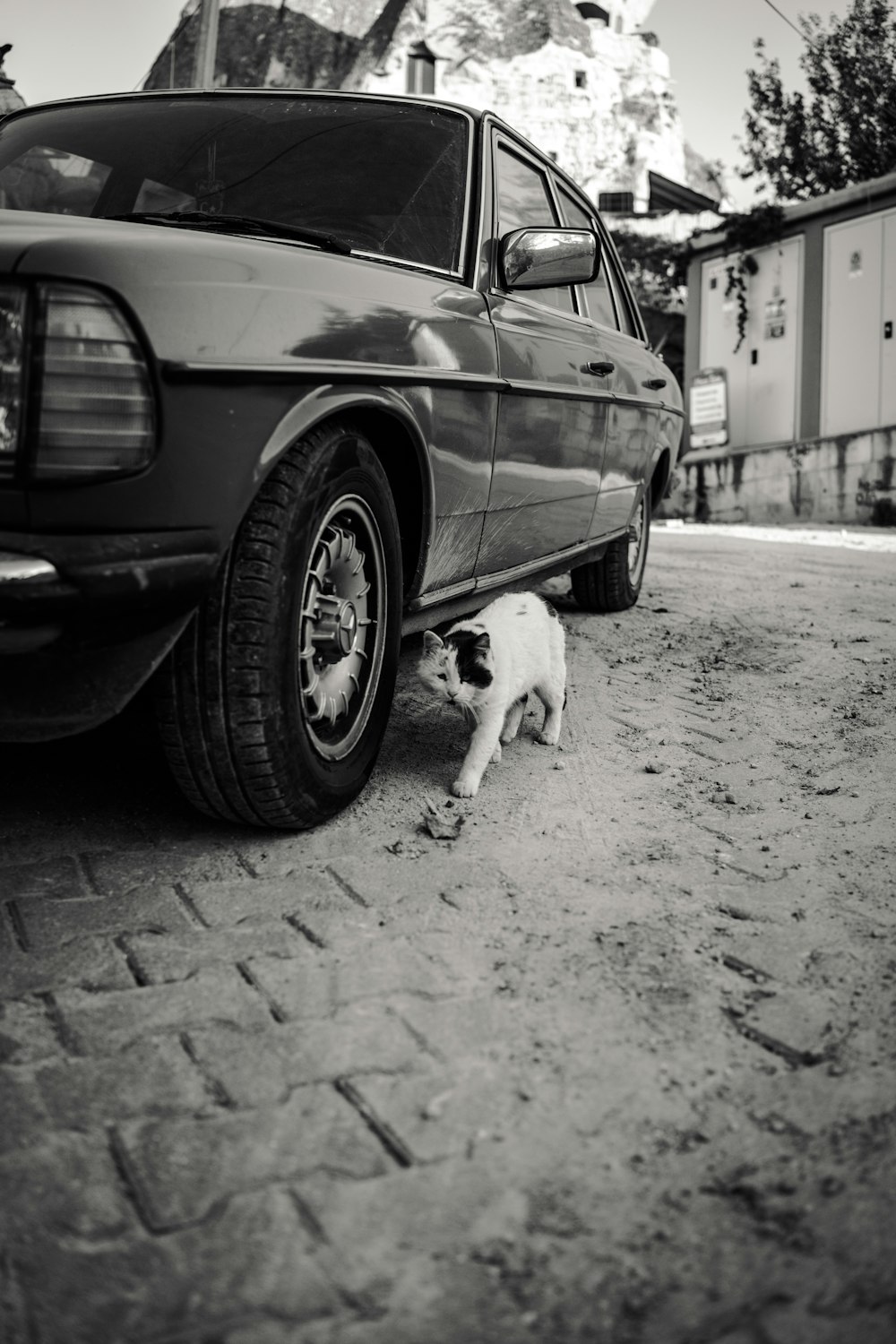 a cat under a car