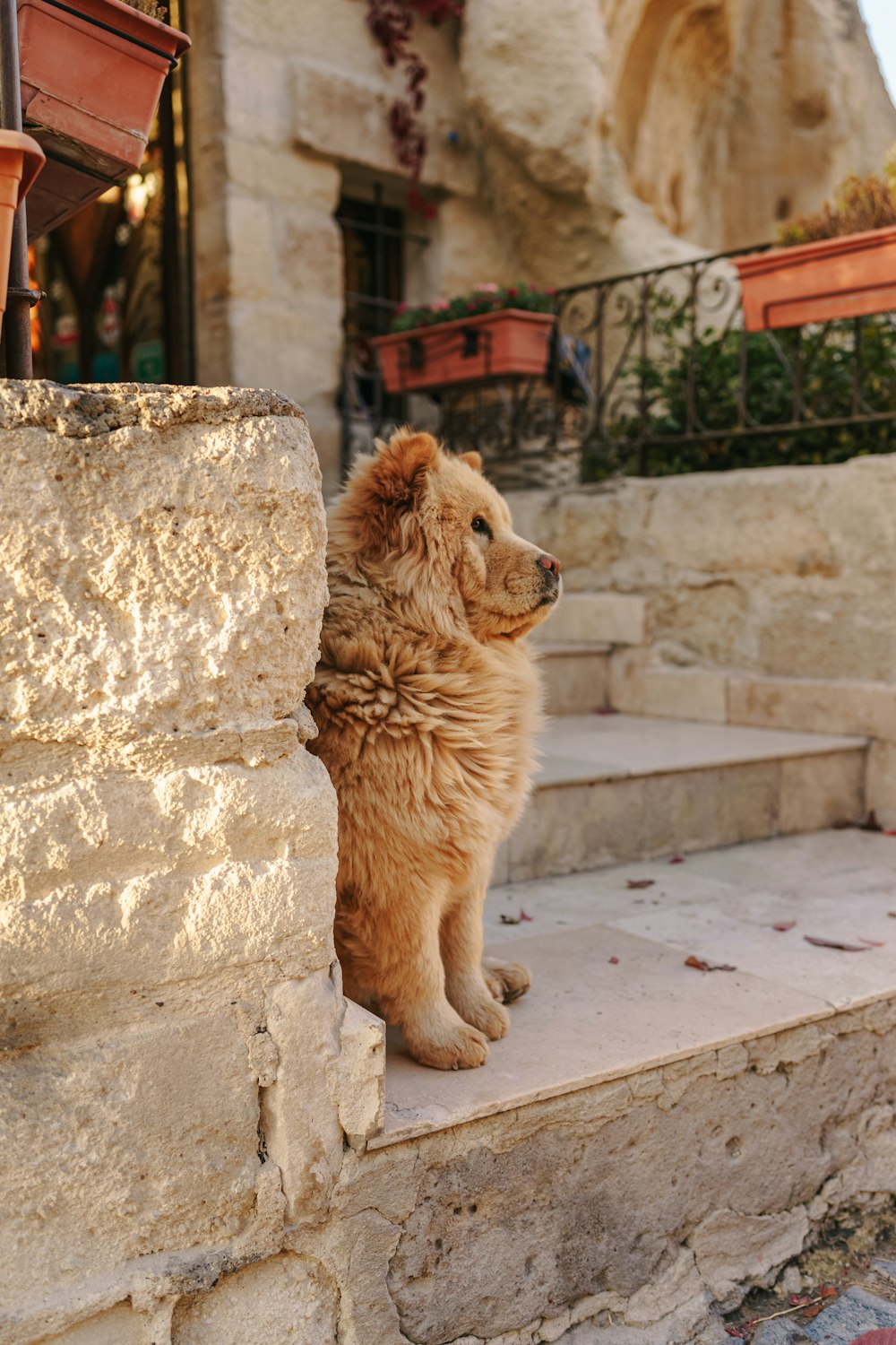 a lion sitting on a ledge