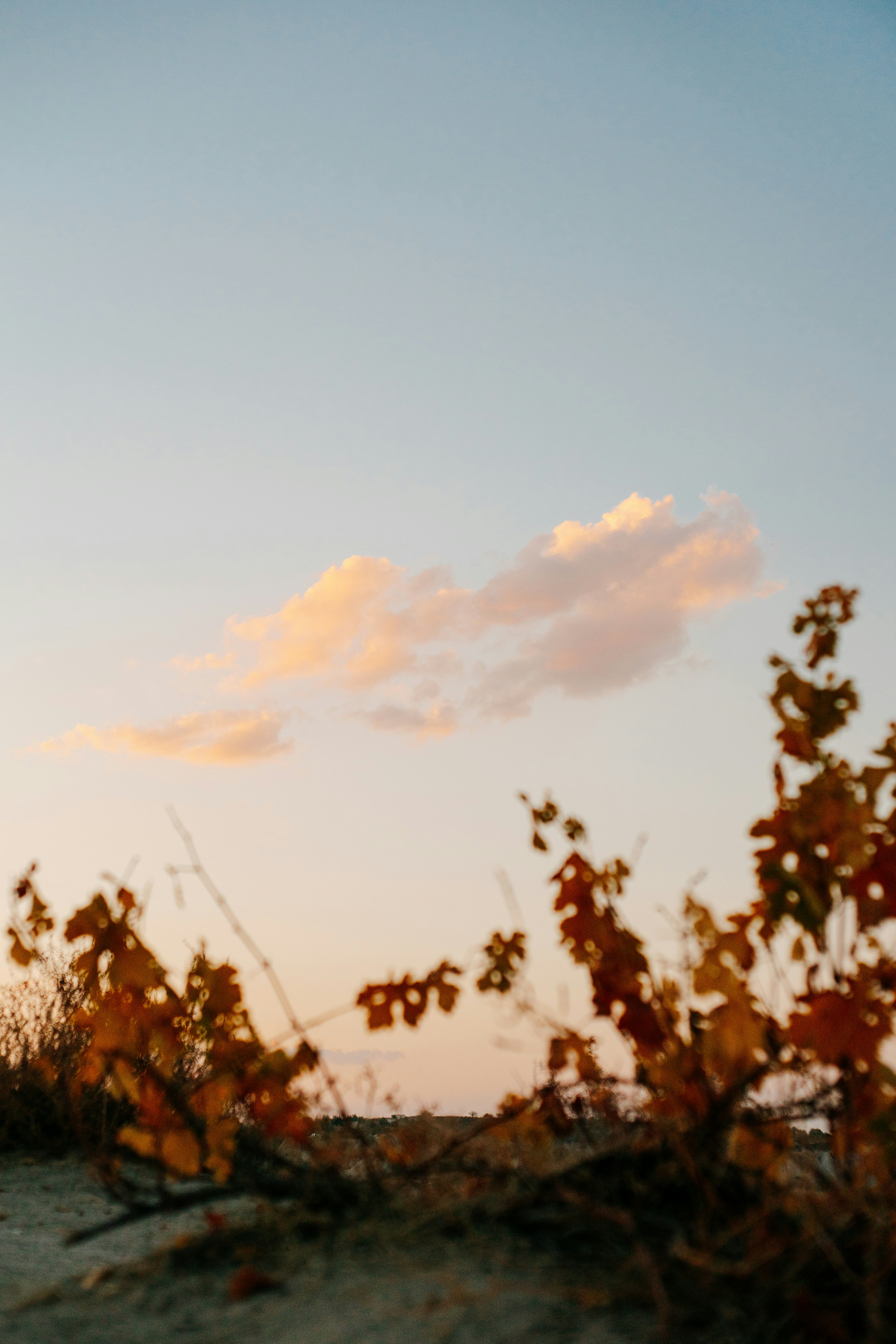 a group of trees with a pink and blue sky in the background