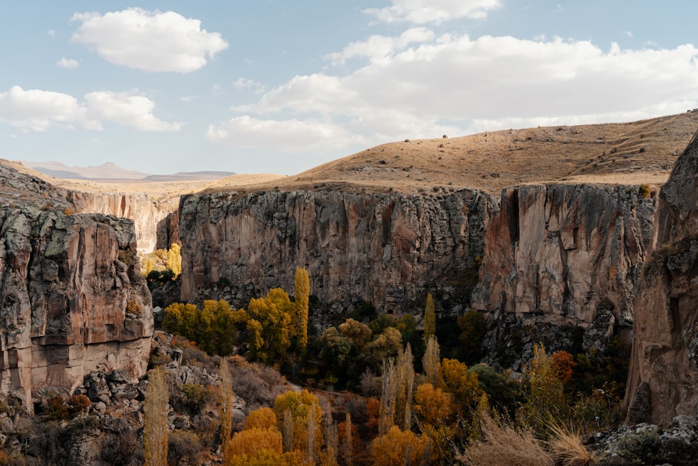 a rocky canyon with trees