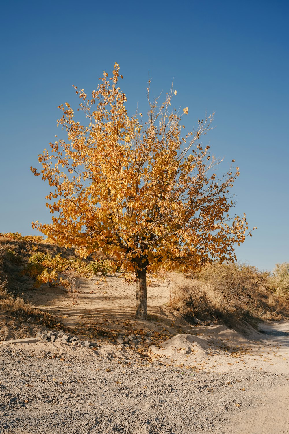 a tree with yellow leaves