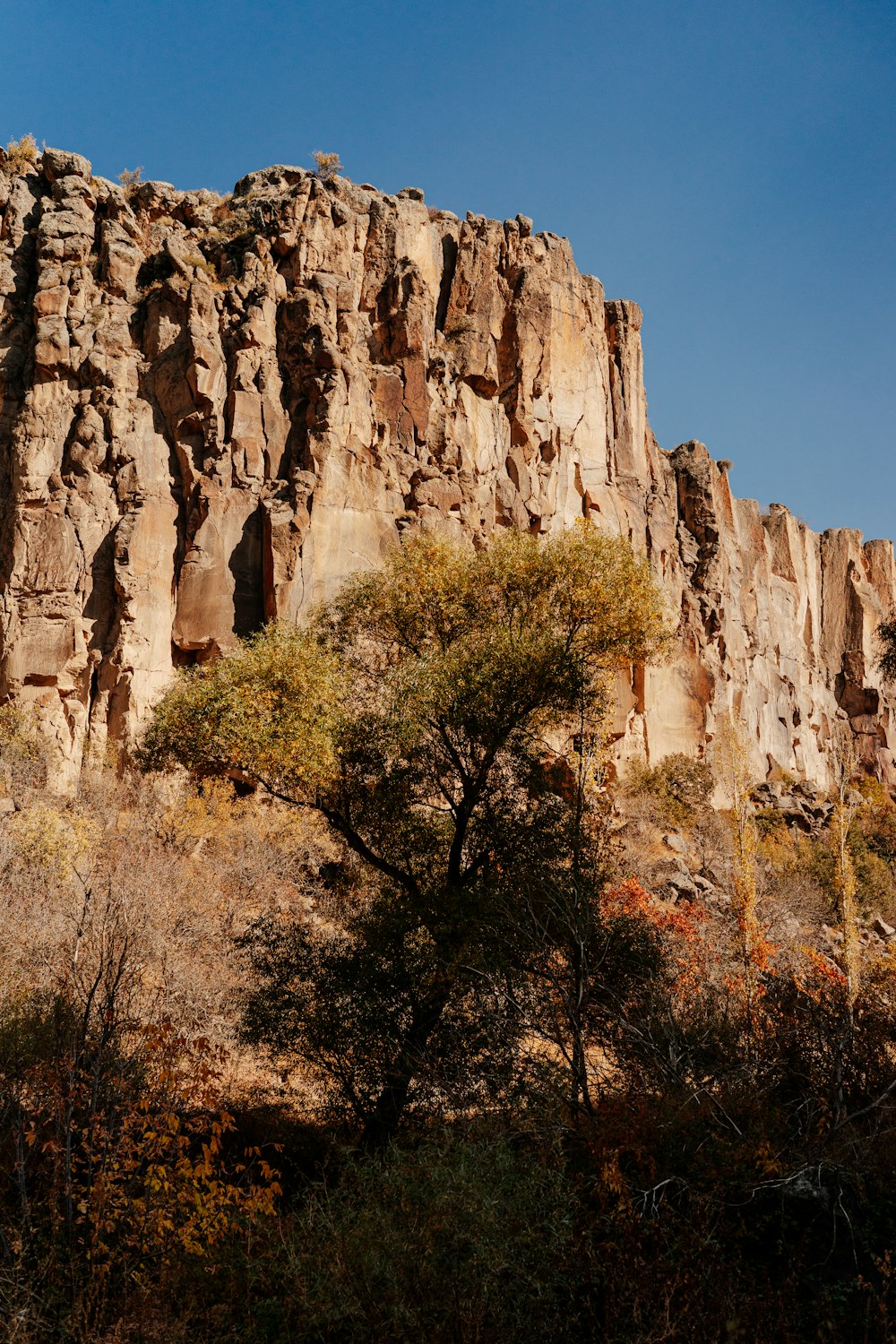 a cliff with trees and bushes