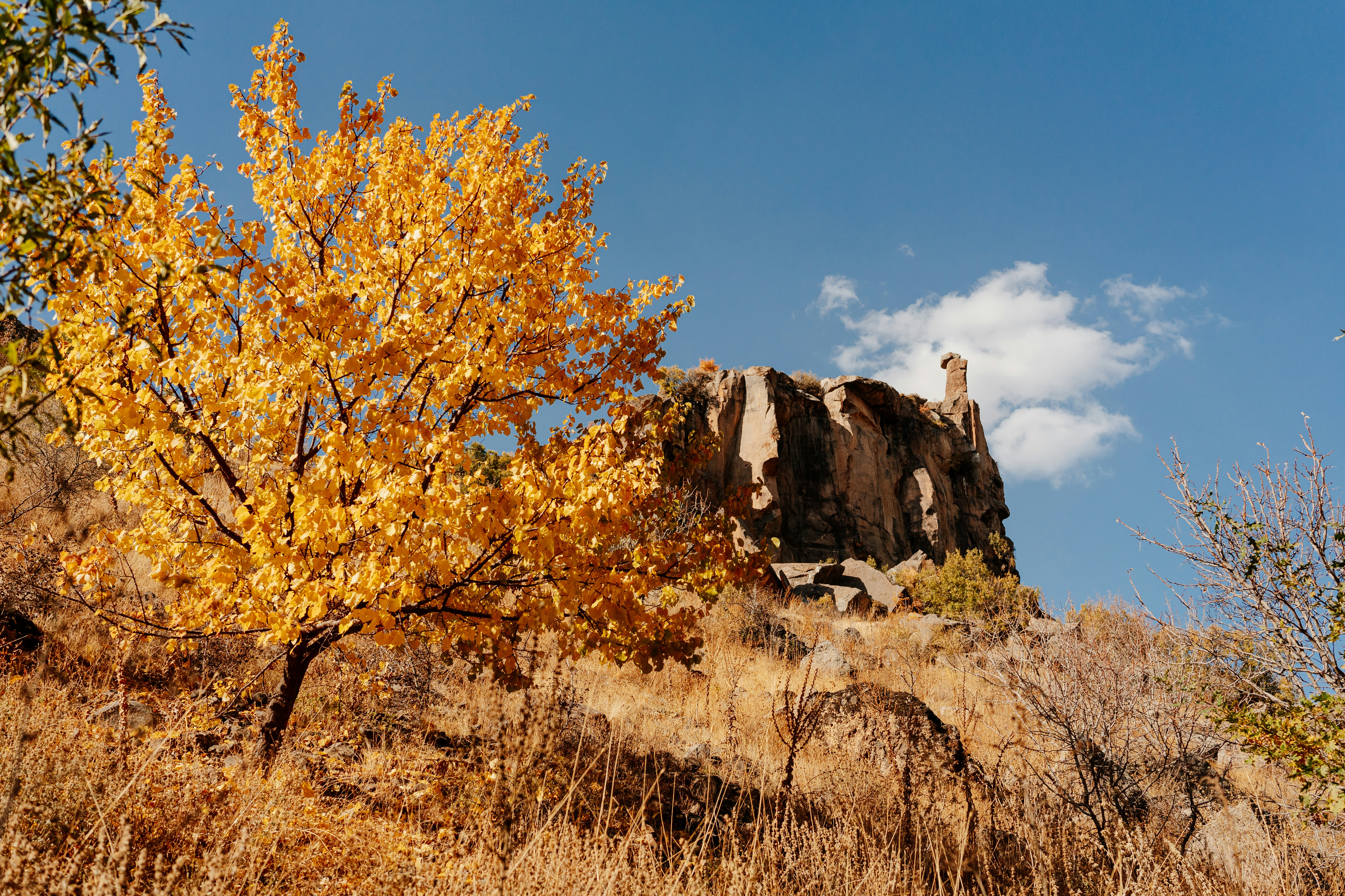 a tree with yellow leaves, Ihlara Valley, Aksaray, Cappadocia, Turkiye, November 2022