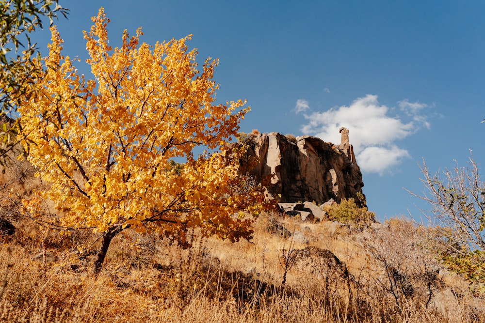 a tree with yellow leaves