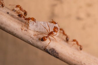 a group of ants
