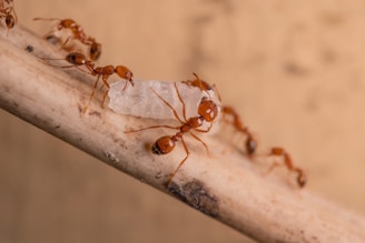 a group of ants