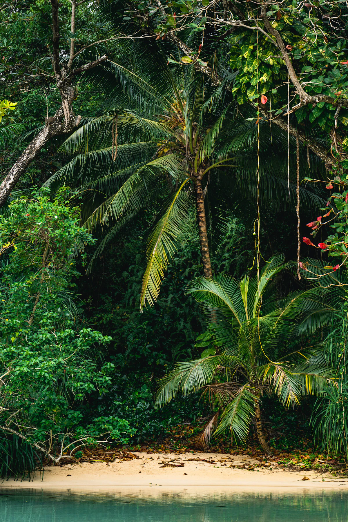 Dense tropical palm trees and vegetation along a Jamaican shoreline with calm turquoise water