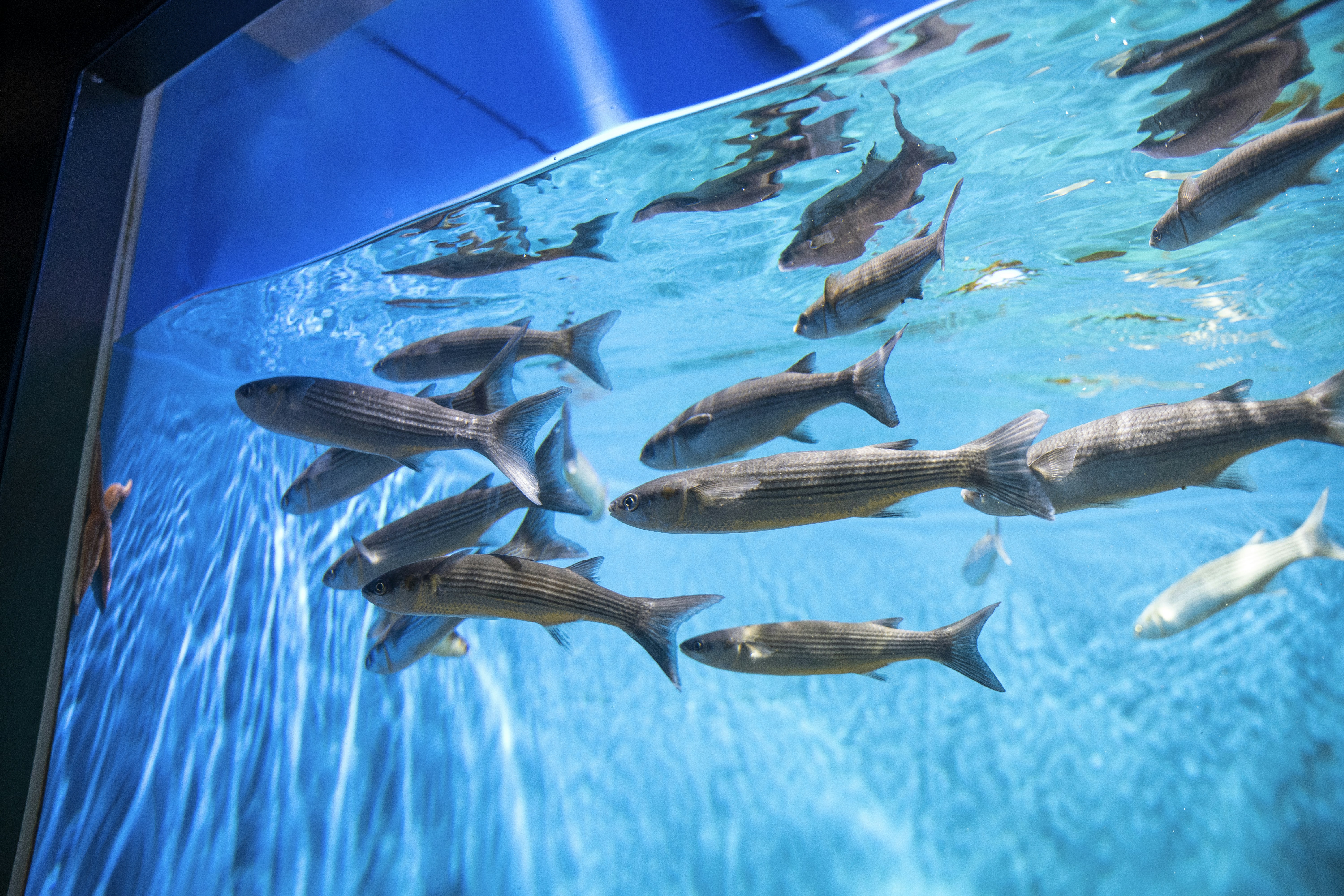 sekelompok ikan berenang di air