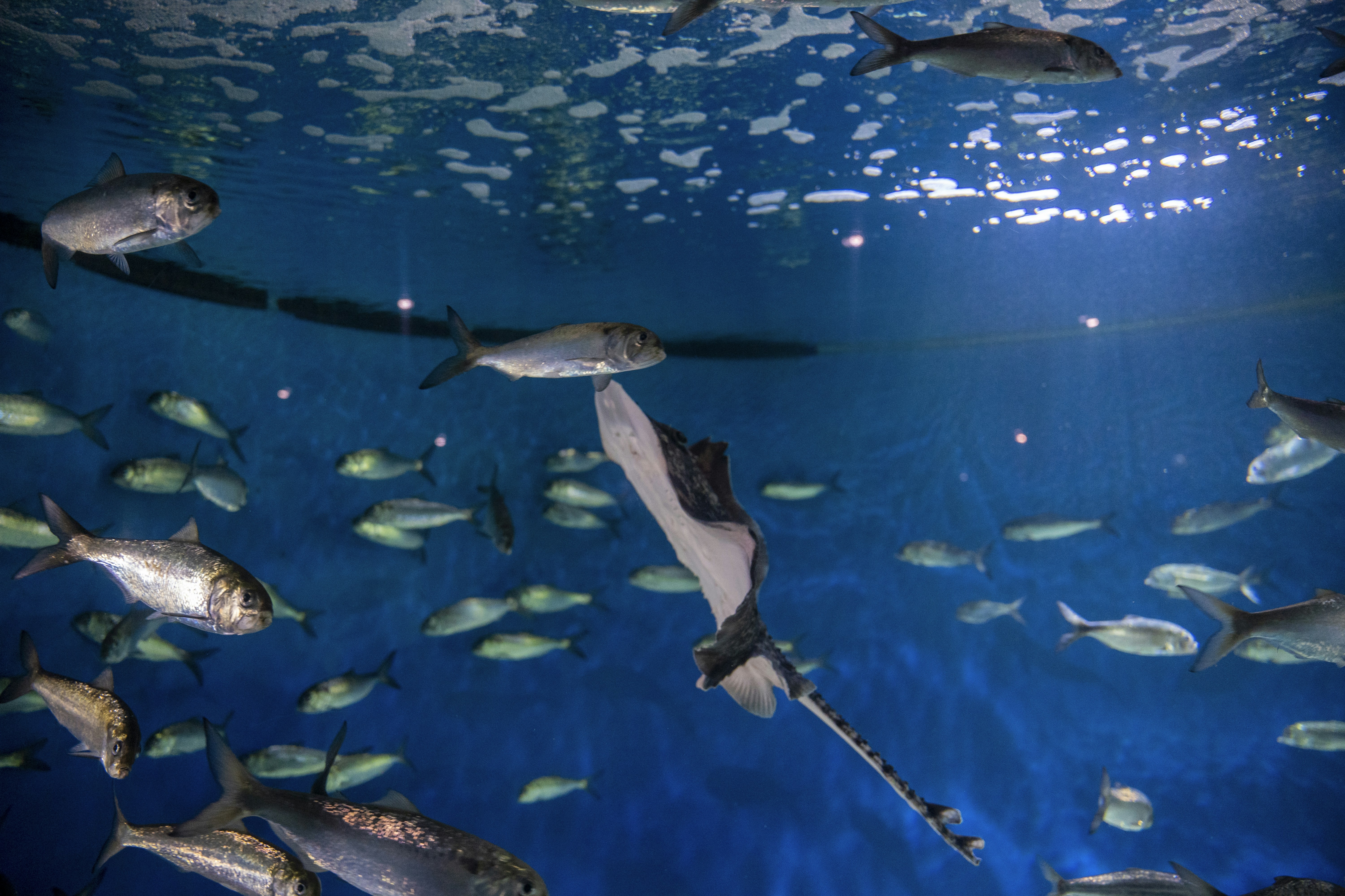 sekumpulan ikan yang berenang di laut