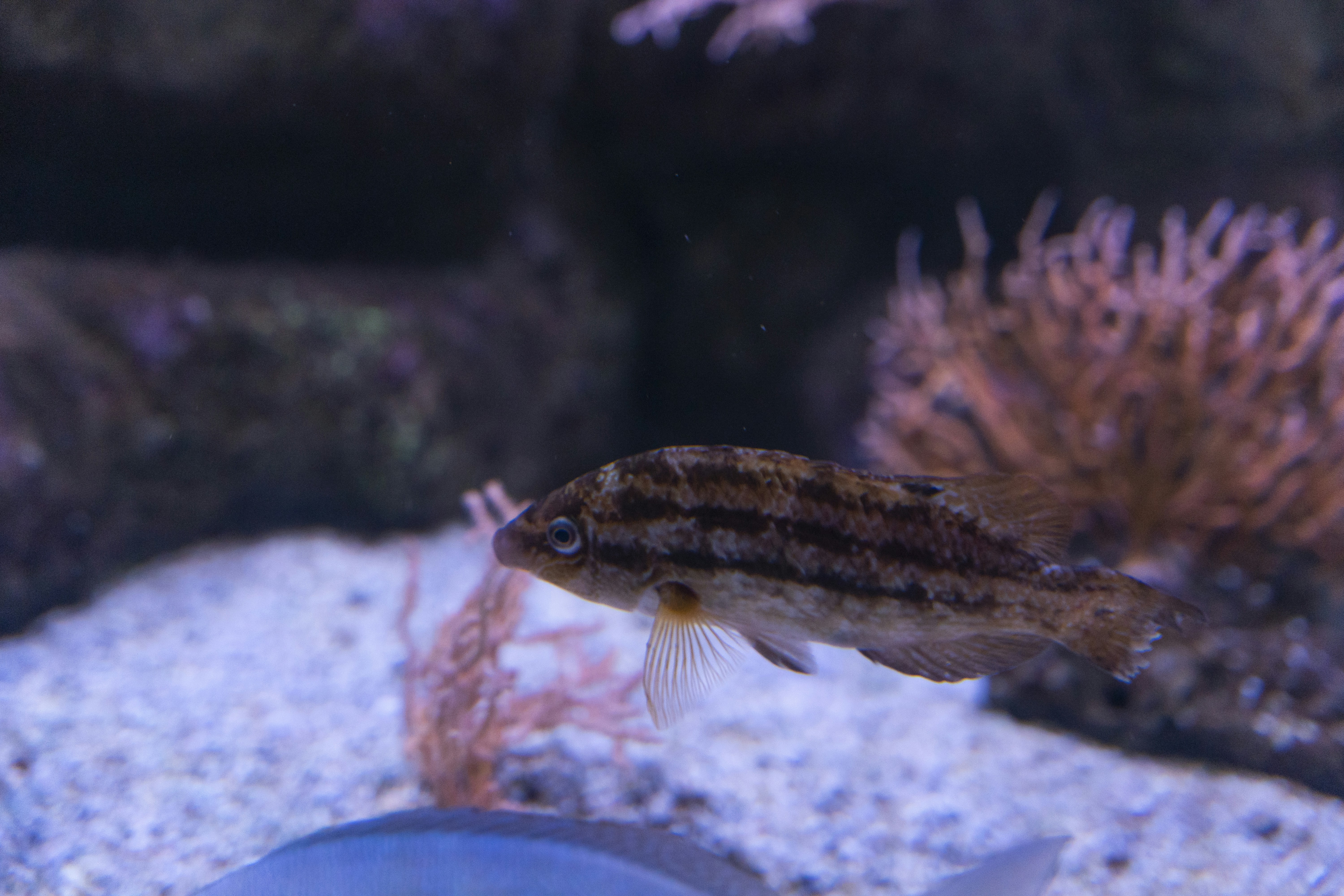 Best Food for Cichlids: Expert Nutrition Guide by Species