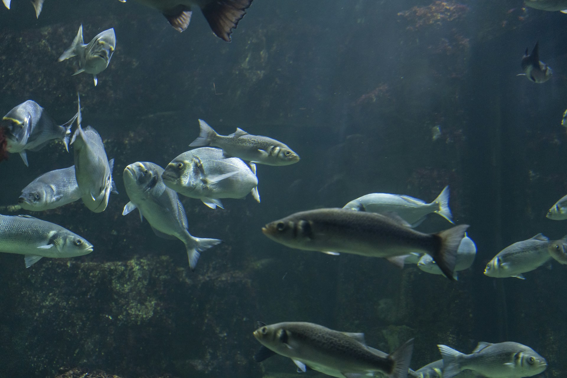 a school of fish swimming