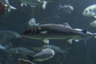 a group of fish swimming