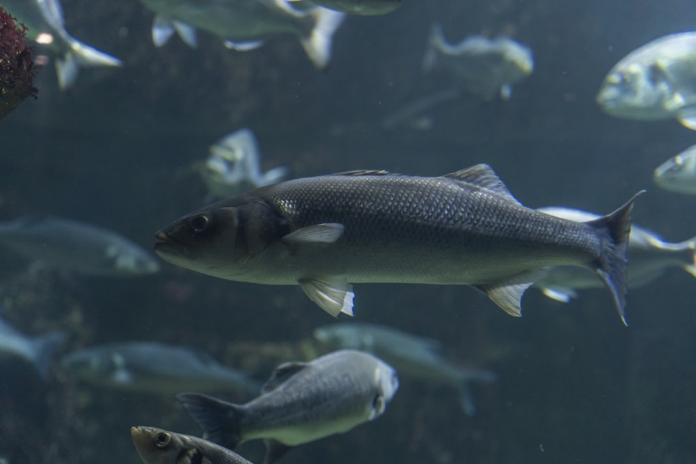 a group of fish swimming