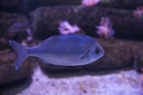 a fish swimming in the water