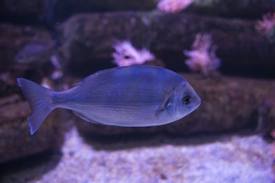 a fish swimming in the water