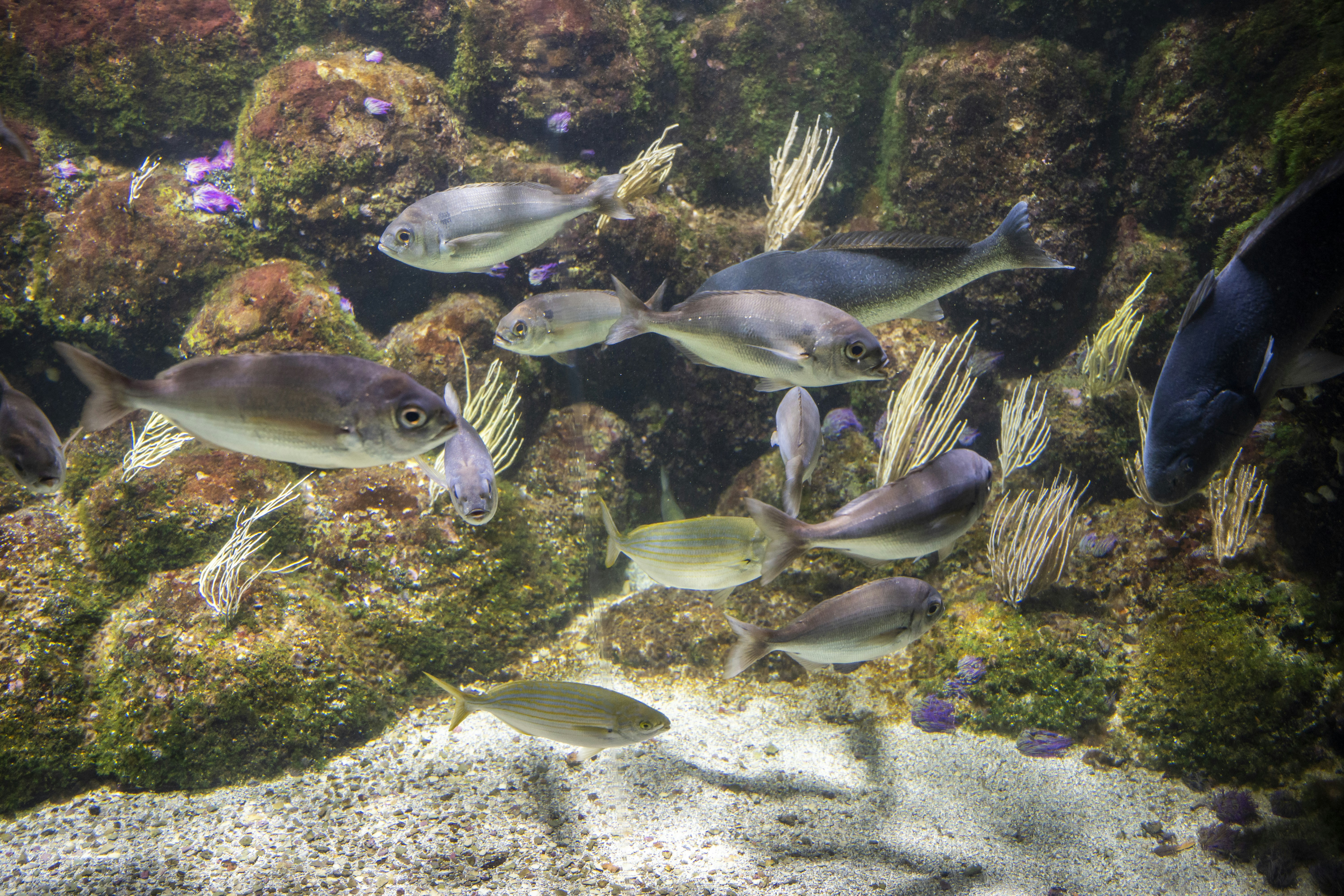 sekelompok ikan berenang di air