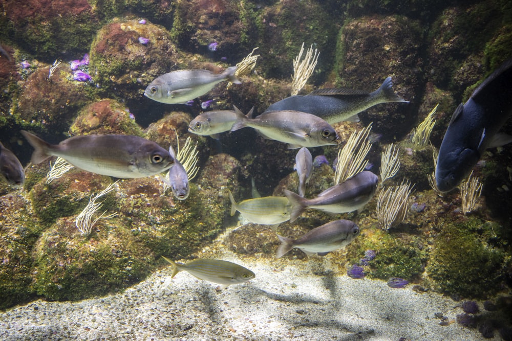 a group of fish swimming in the water