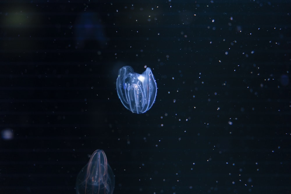 a close-up of a jellyfish