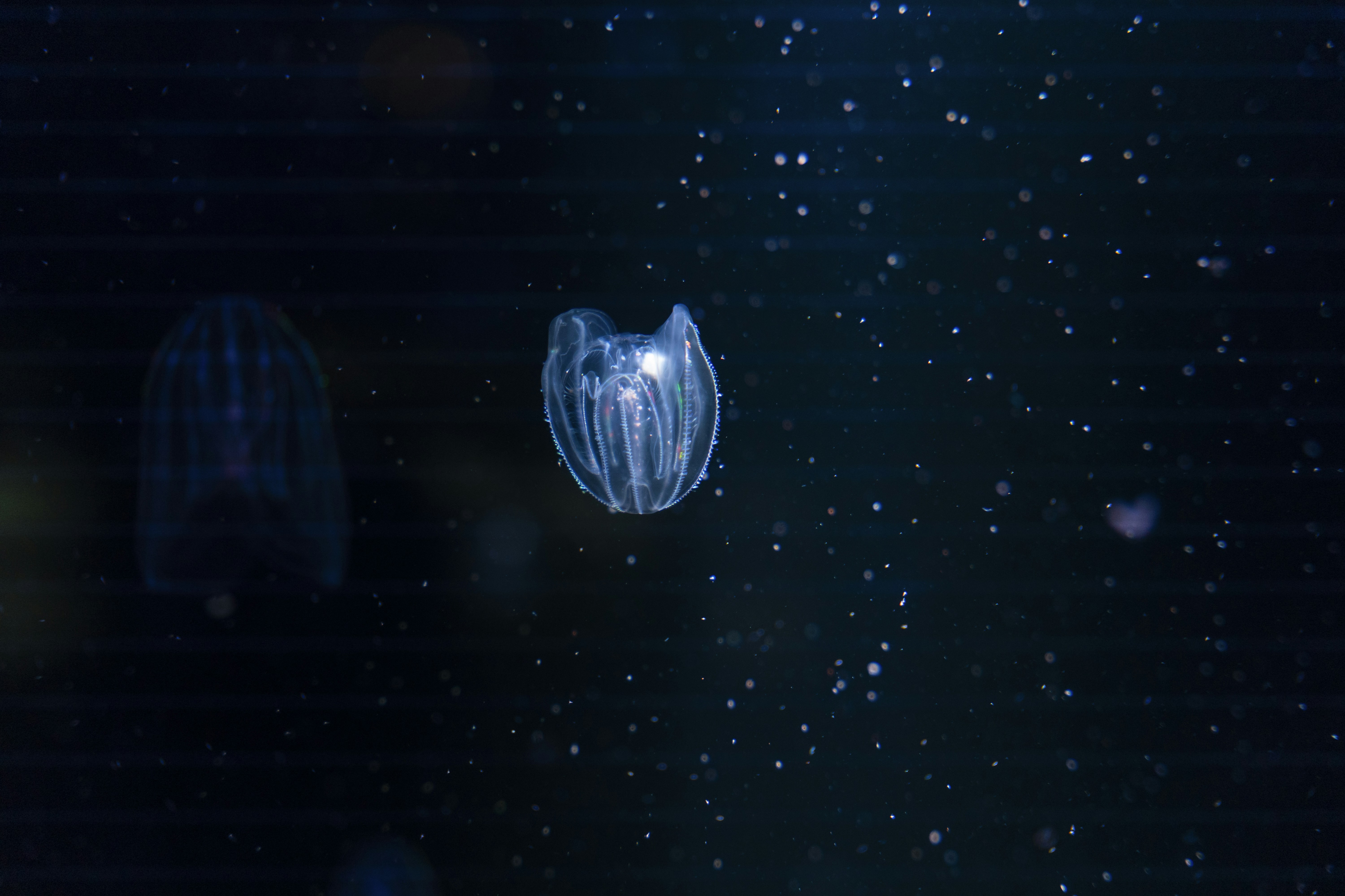 a jellyfish in the water