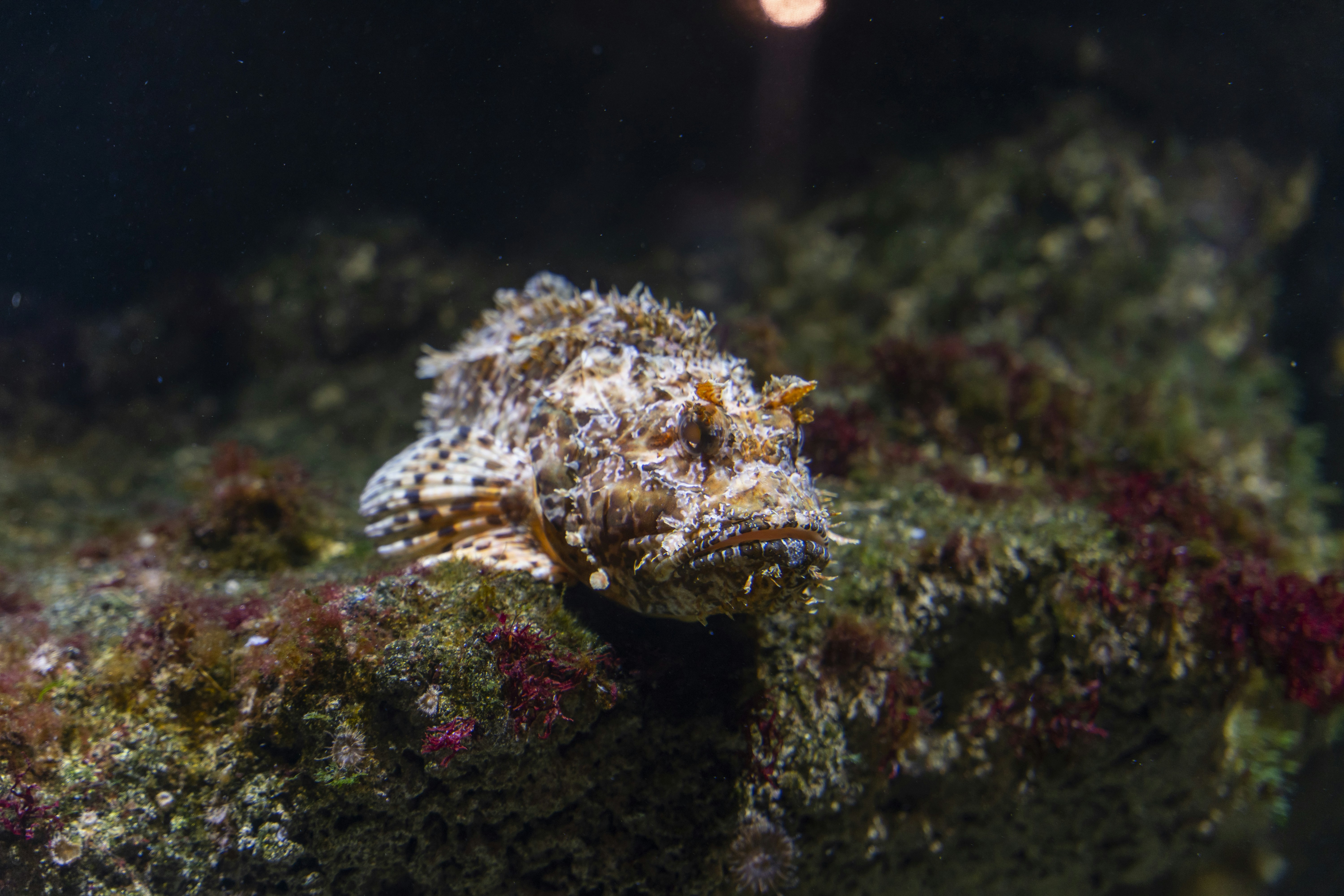 a-sea-creature-in-the-water-photo-free-aquarium-image-on-unsplash
