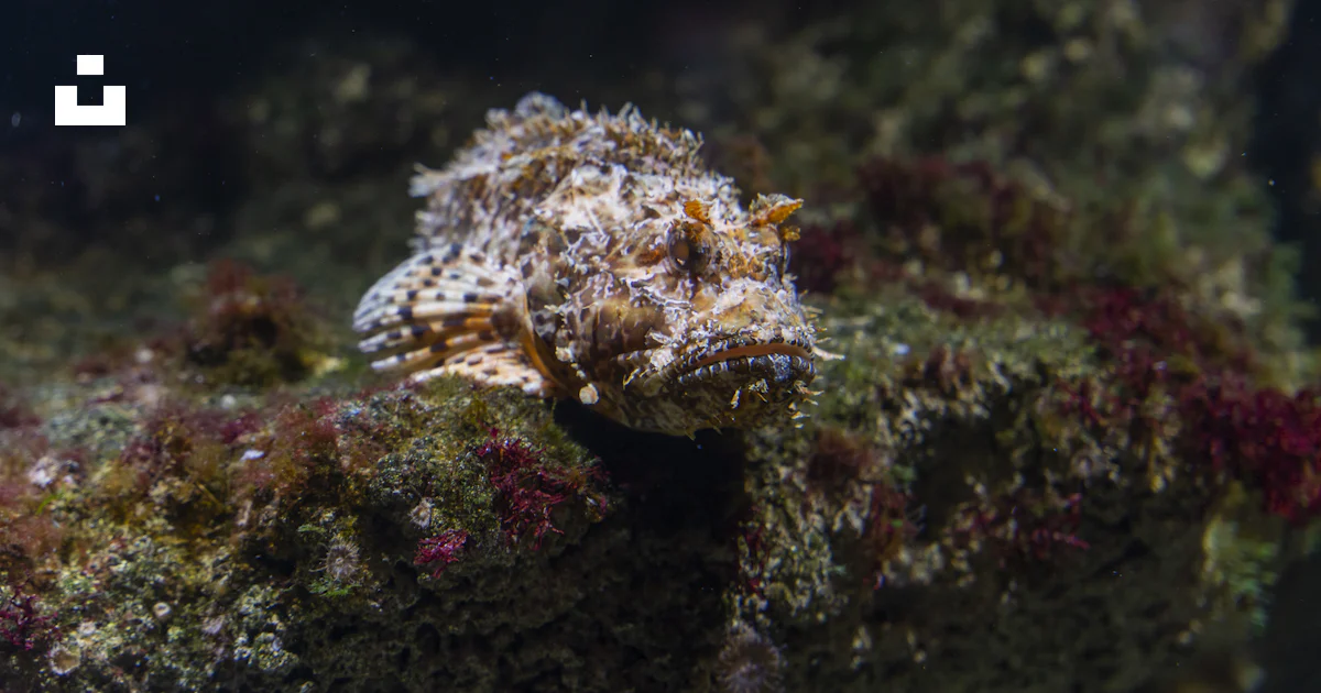 A Sea Creature In The Water Photo Free Aquarium Image On Unsplash a-sea-creature-in-the-water-photo-free-aquarium-image-on-unsplash