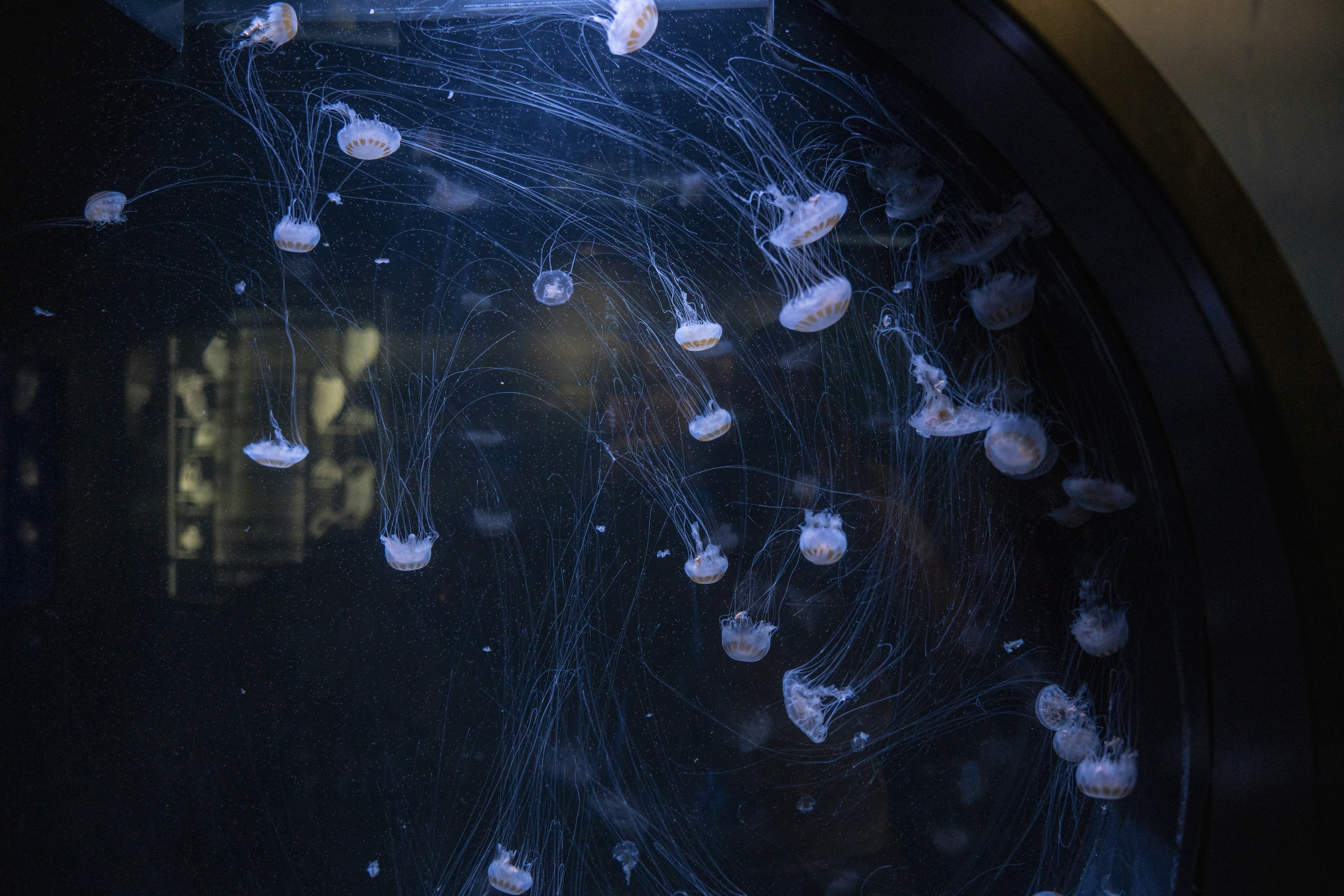 Un groupe de méduses dans un aquarium photo - Photo Méduse Gratuite sur ... — free download