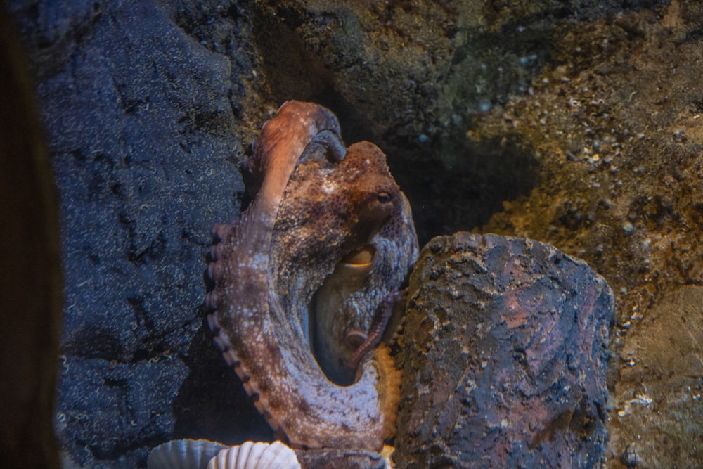 a close-up of a fish