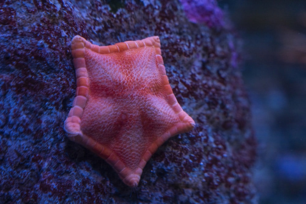 a pink sea creature