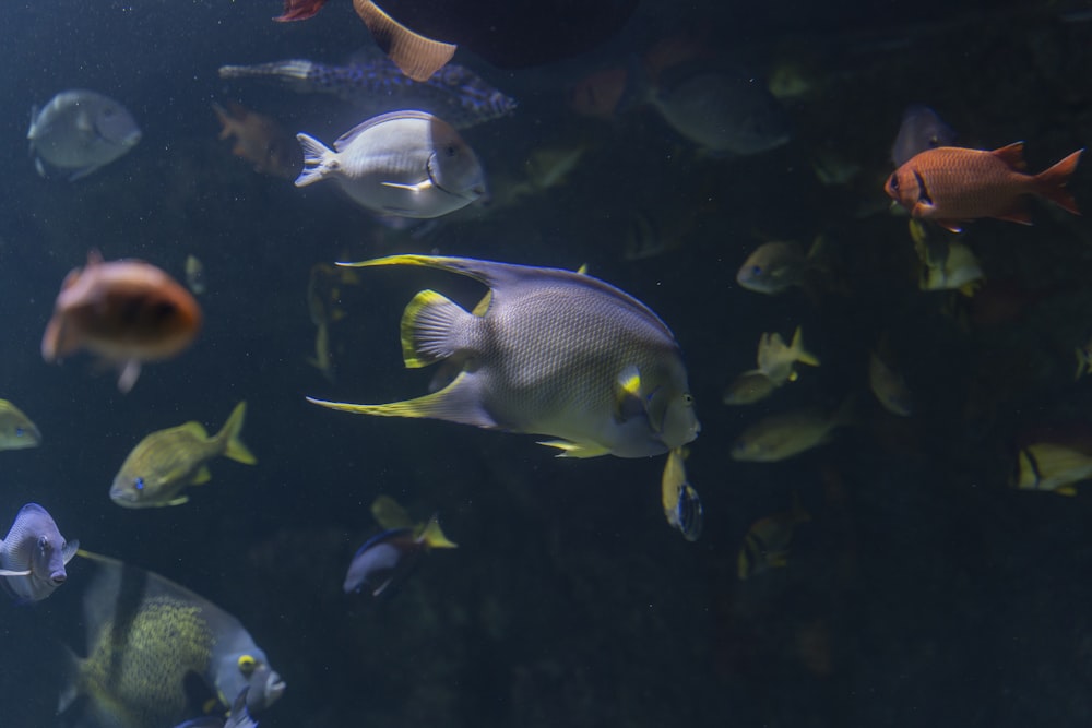 a school of fish swimming in the water