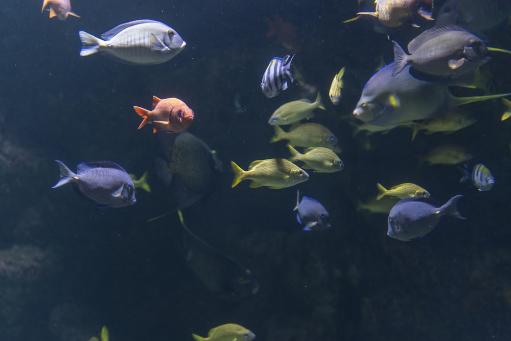 a school of fish swimming in the water